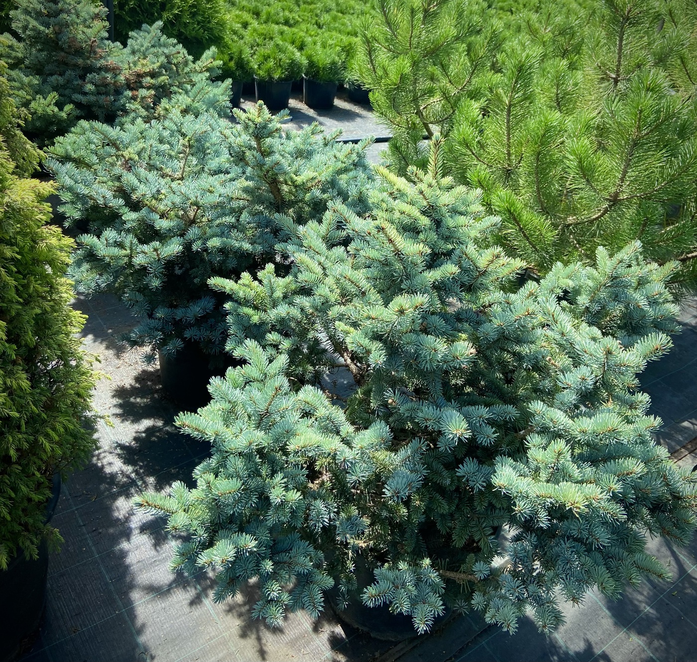 Ель колючая Глаука Глобоза (Glauca Globosa) — изображение 2