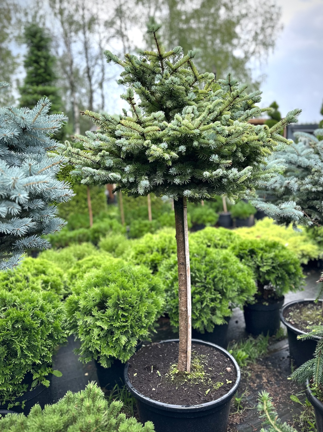 Ель колючая Глаука Глобоза (Glauca Globosa)