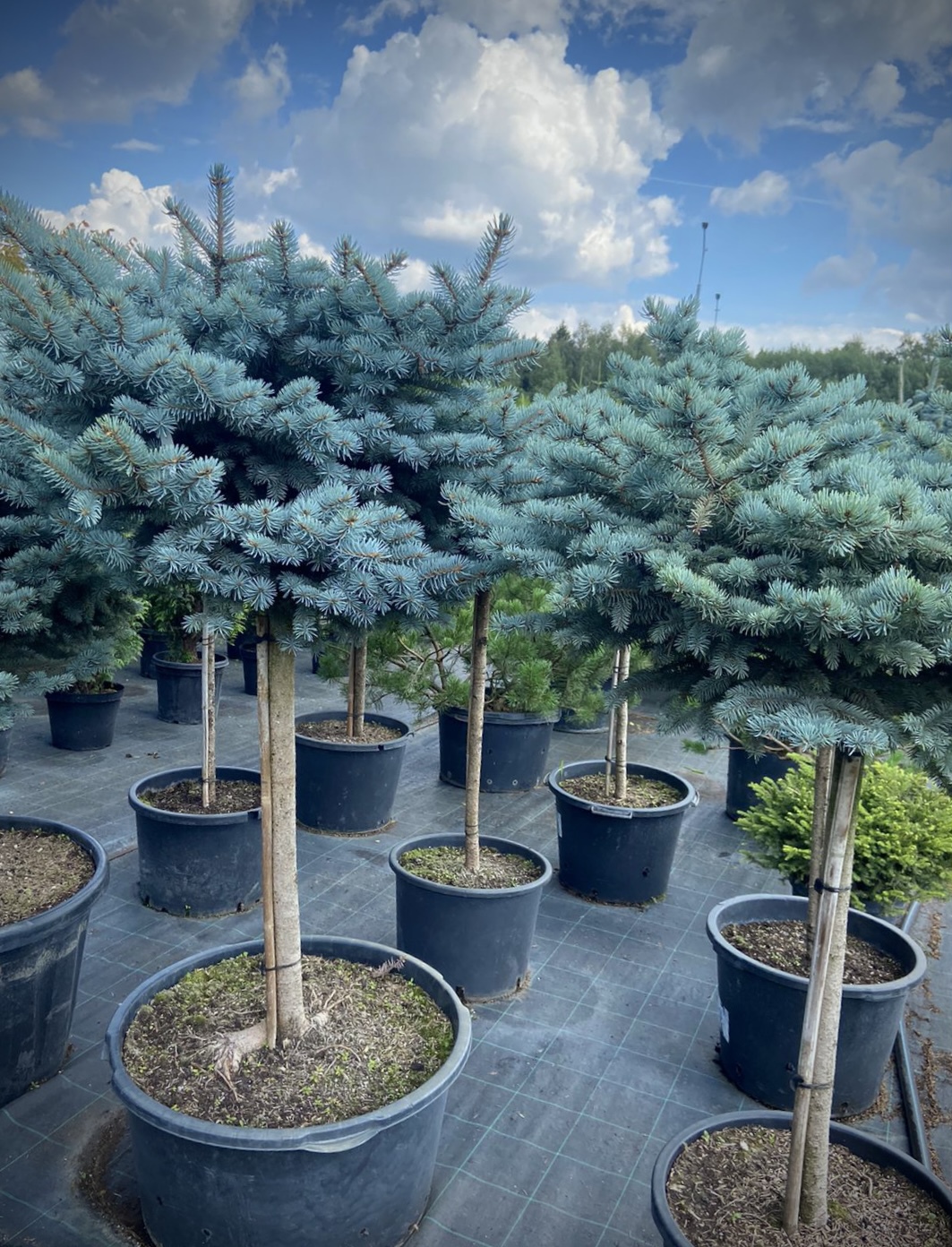 Ель колючая Глаука Глобоза (Glauca Globosa)