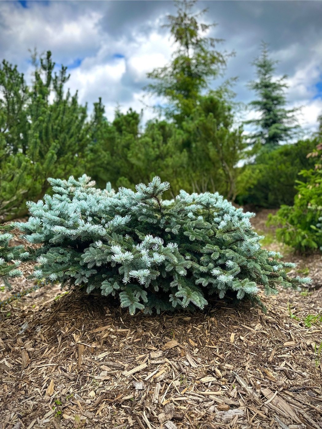 Ель колючая Глаука Глобоза (Glauca Globosa)