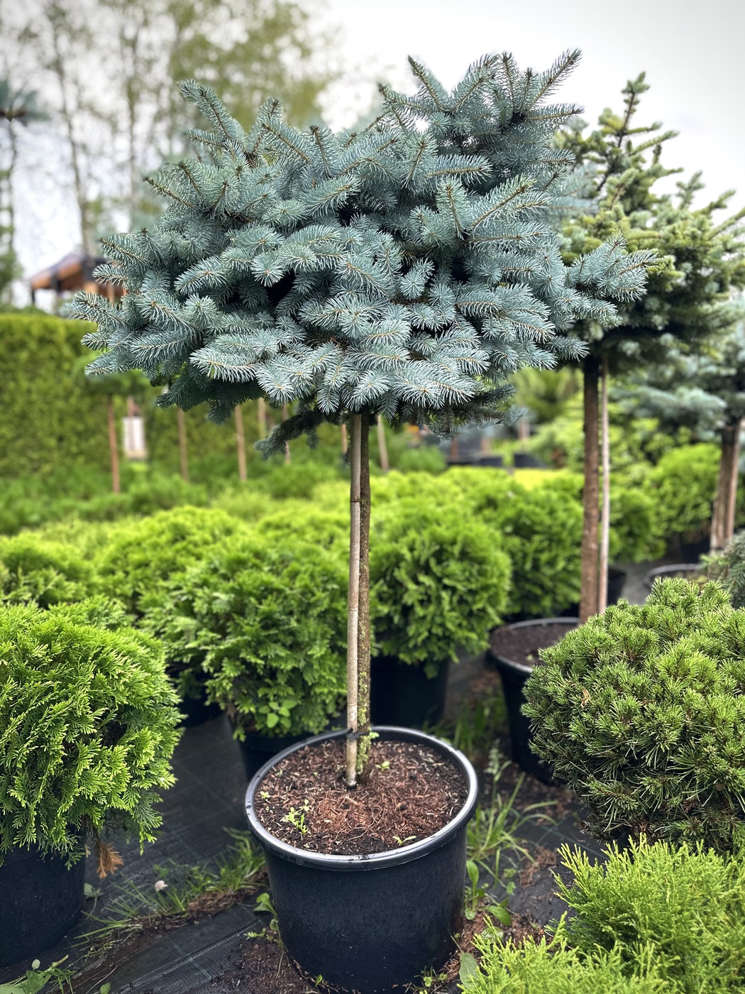 Ель колючая Глаука Глобоза (Glauca Globosa)