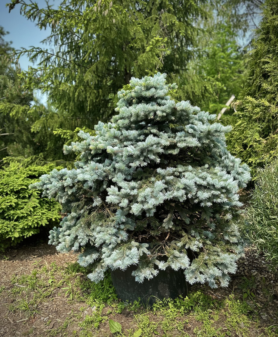 Ель колючая Глаука Глобоза (Glauca Globosa)