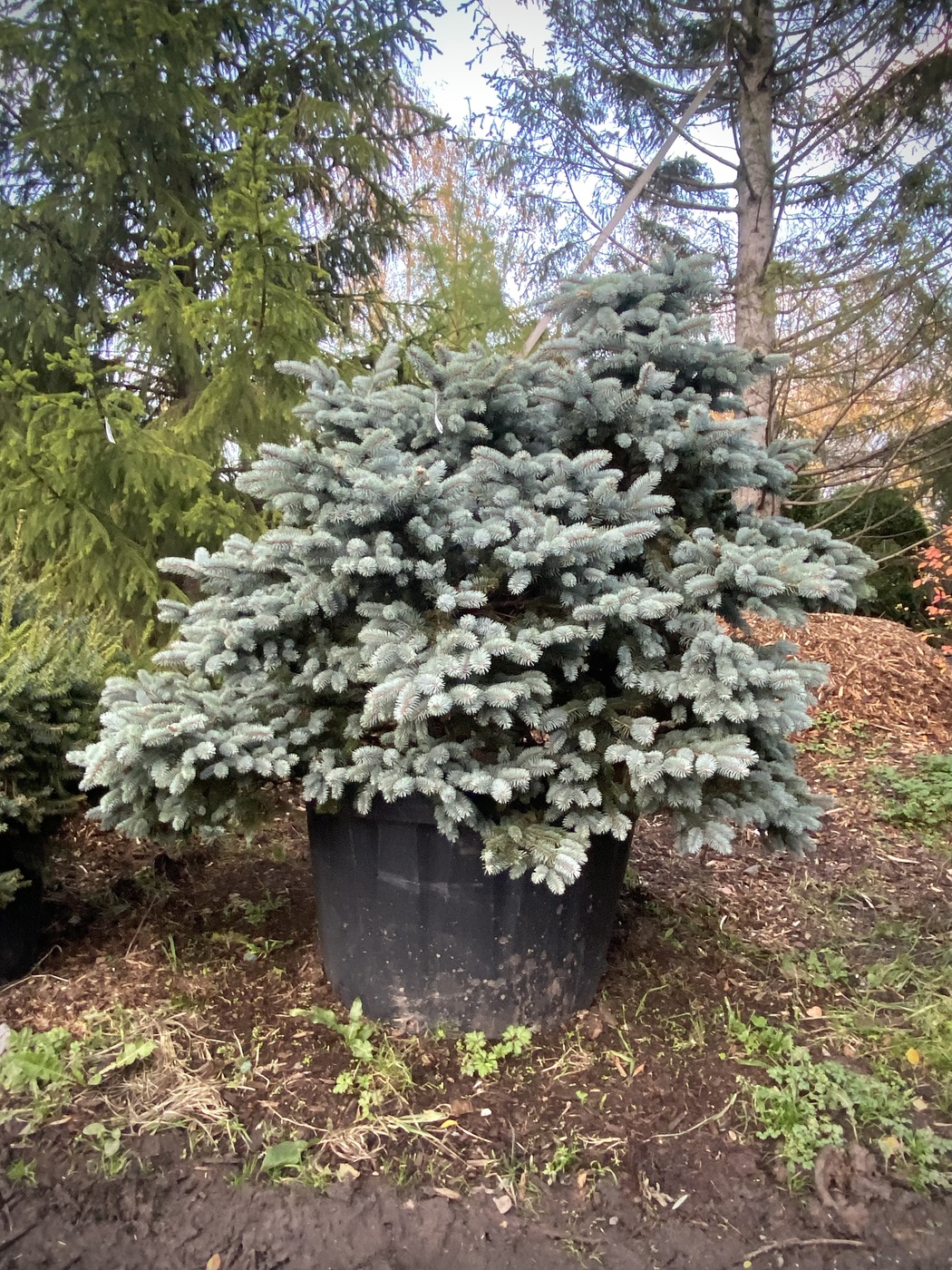 Ель колючая Глаука Глобоза (Glauca Globosa) — изображение 2