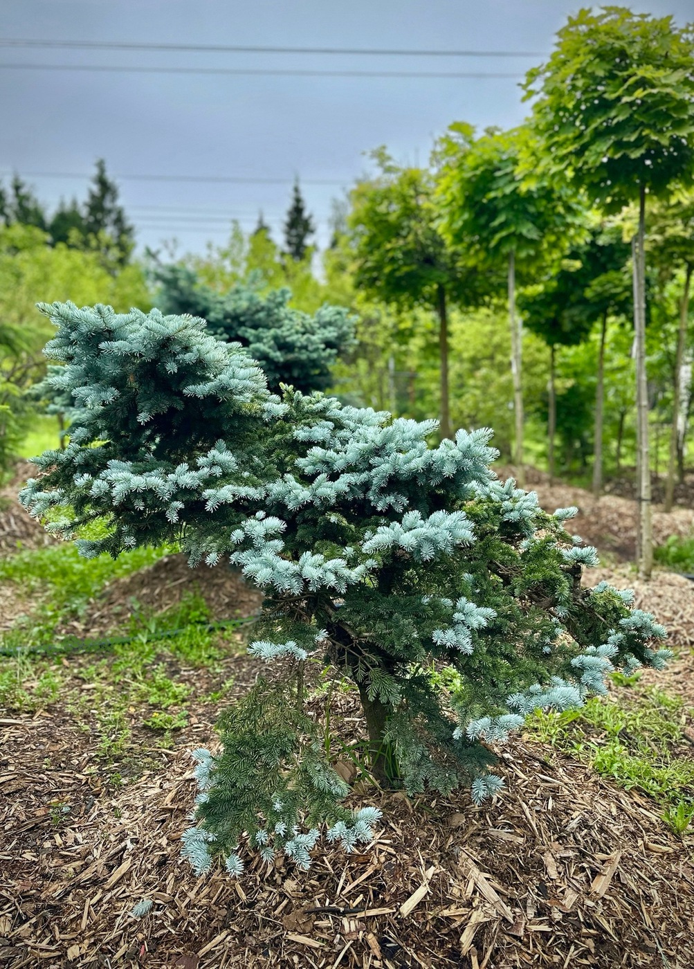 Ель колючая Глаука Глобоза (Glauca Globosa)