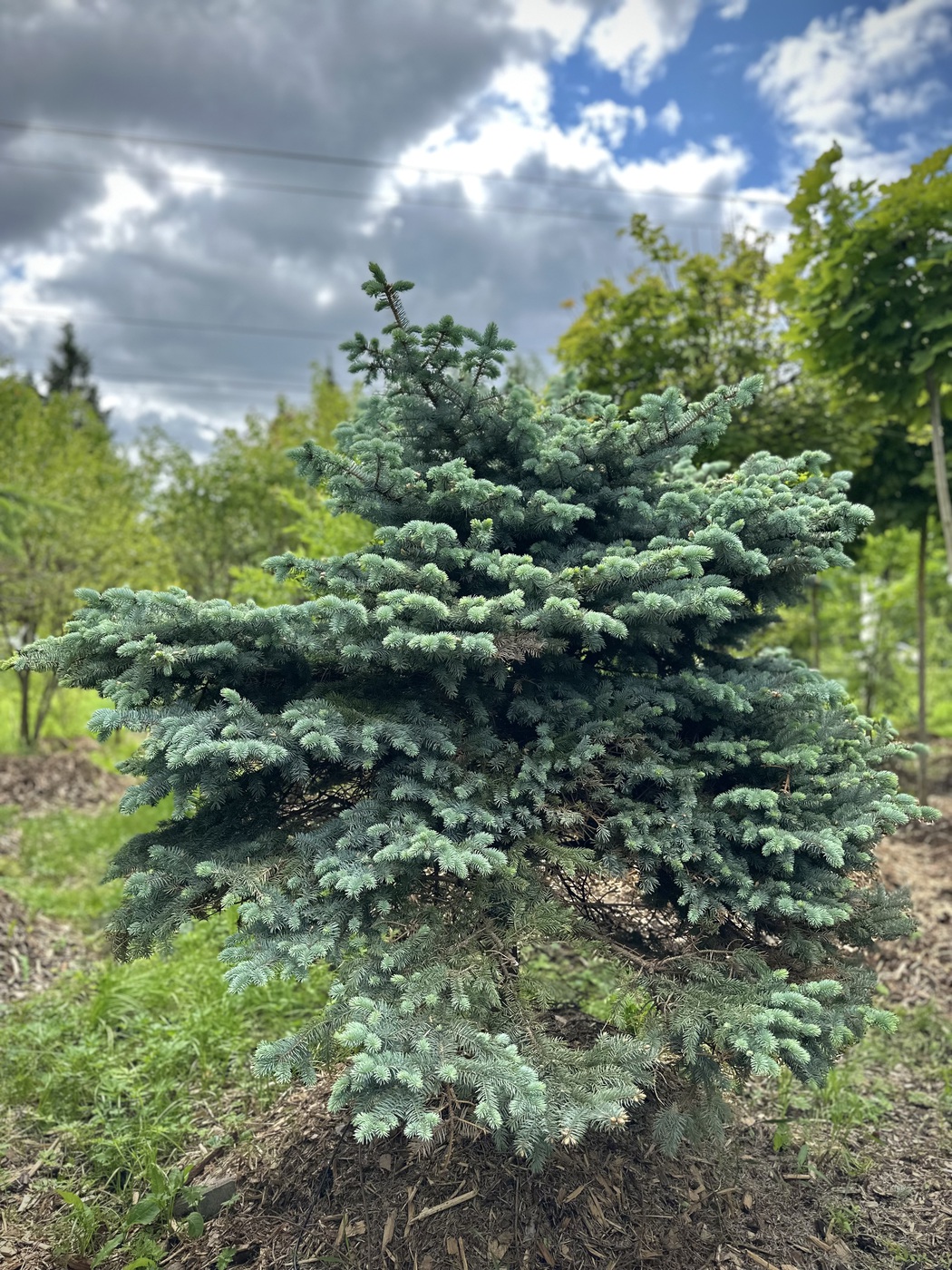 Ель колючая Глаука Глобоза (Glauca Globosa)