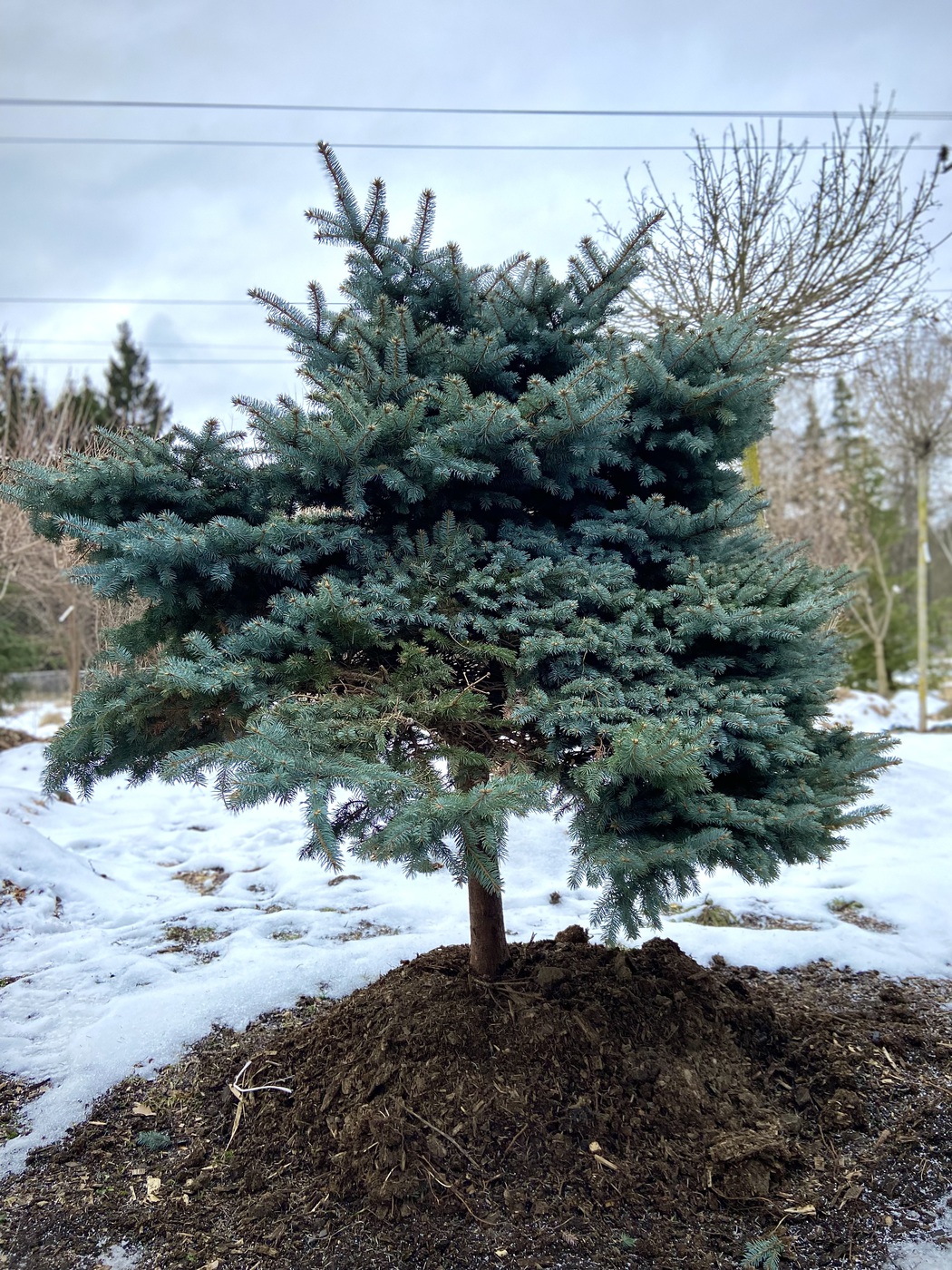 Ель колючая Глаука Глобоза (Glauca Globosa) — изображение 2