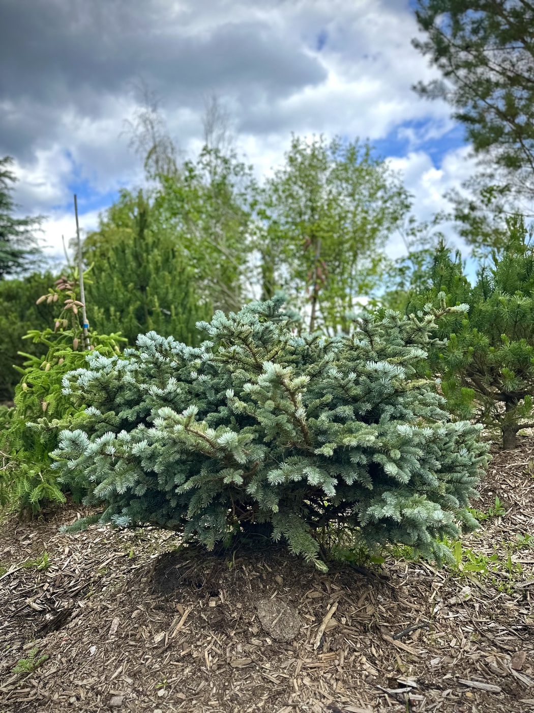 Ель колючая Глаука Глобоза (Glauca Globosa)