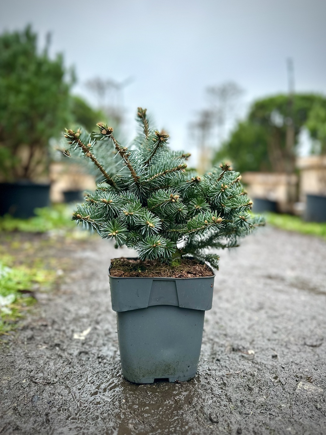 Ель колючая Глаука Глобоза (Glauca Globosa)