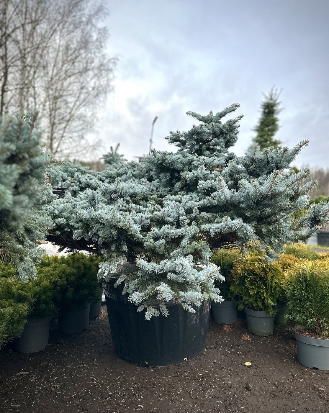 Ель колючая Глаука Глобоза (Glauca Globosa)