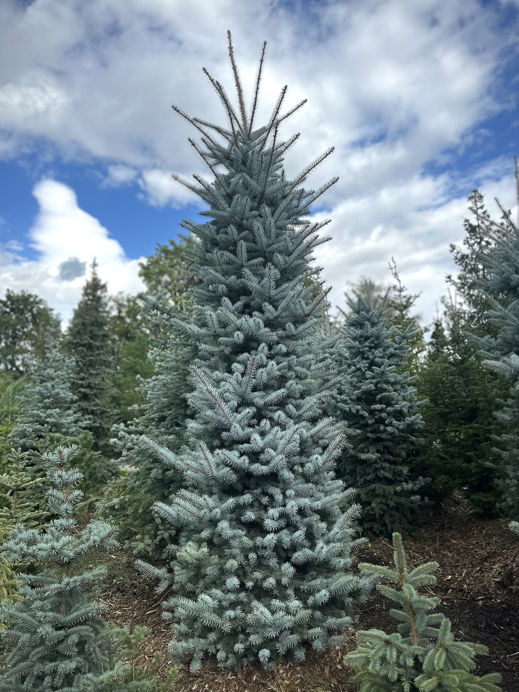 Ель колючая Блю Даймонд (Blue Diamond)