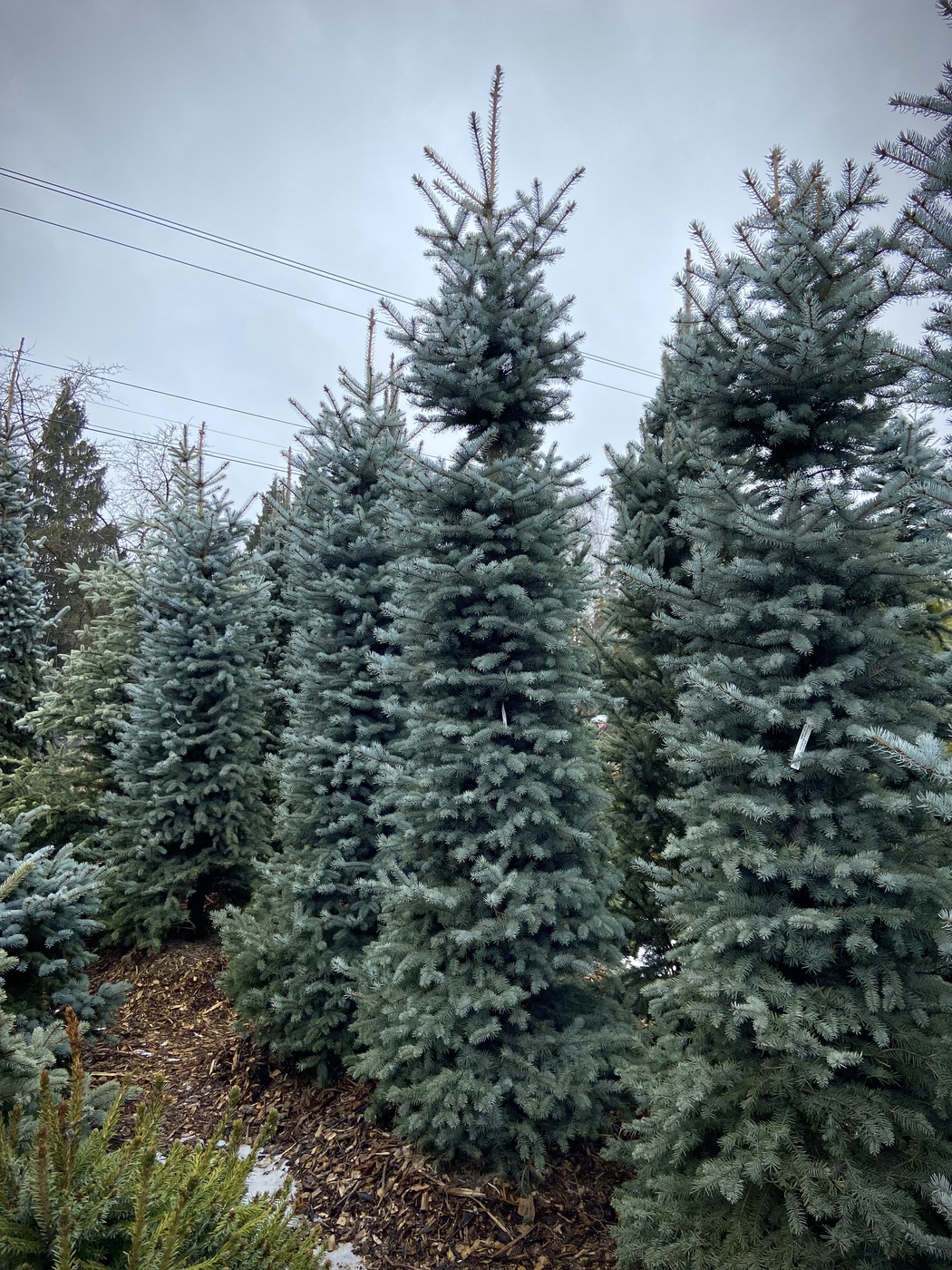 Ель колючая Блю Даймонд (Blue Diamond)