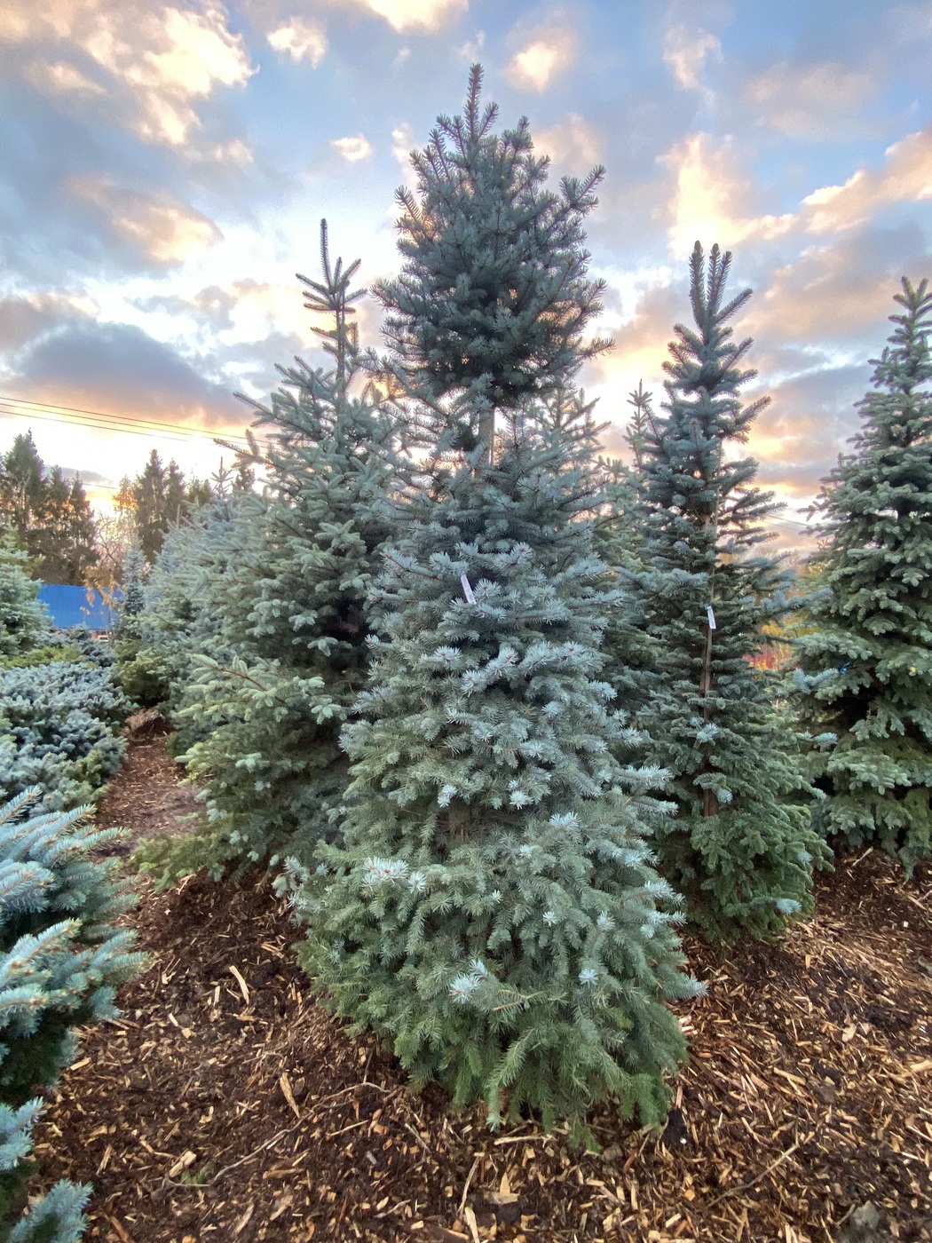 Ель колючая Блю Даймонд (Blue Diamond)