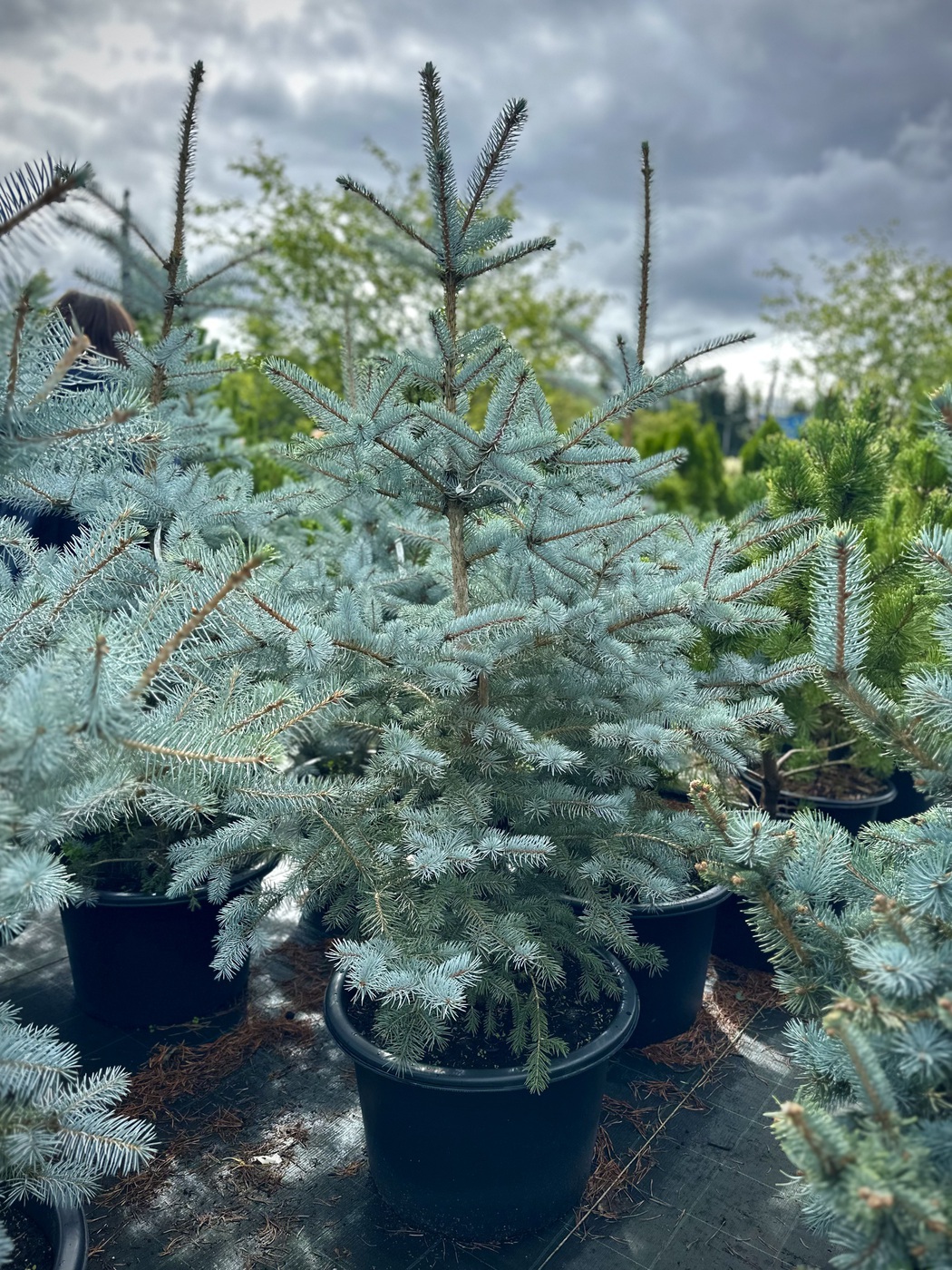 Ель колючая Блю Даймонд (Blue Diamond)