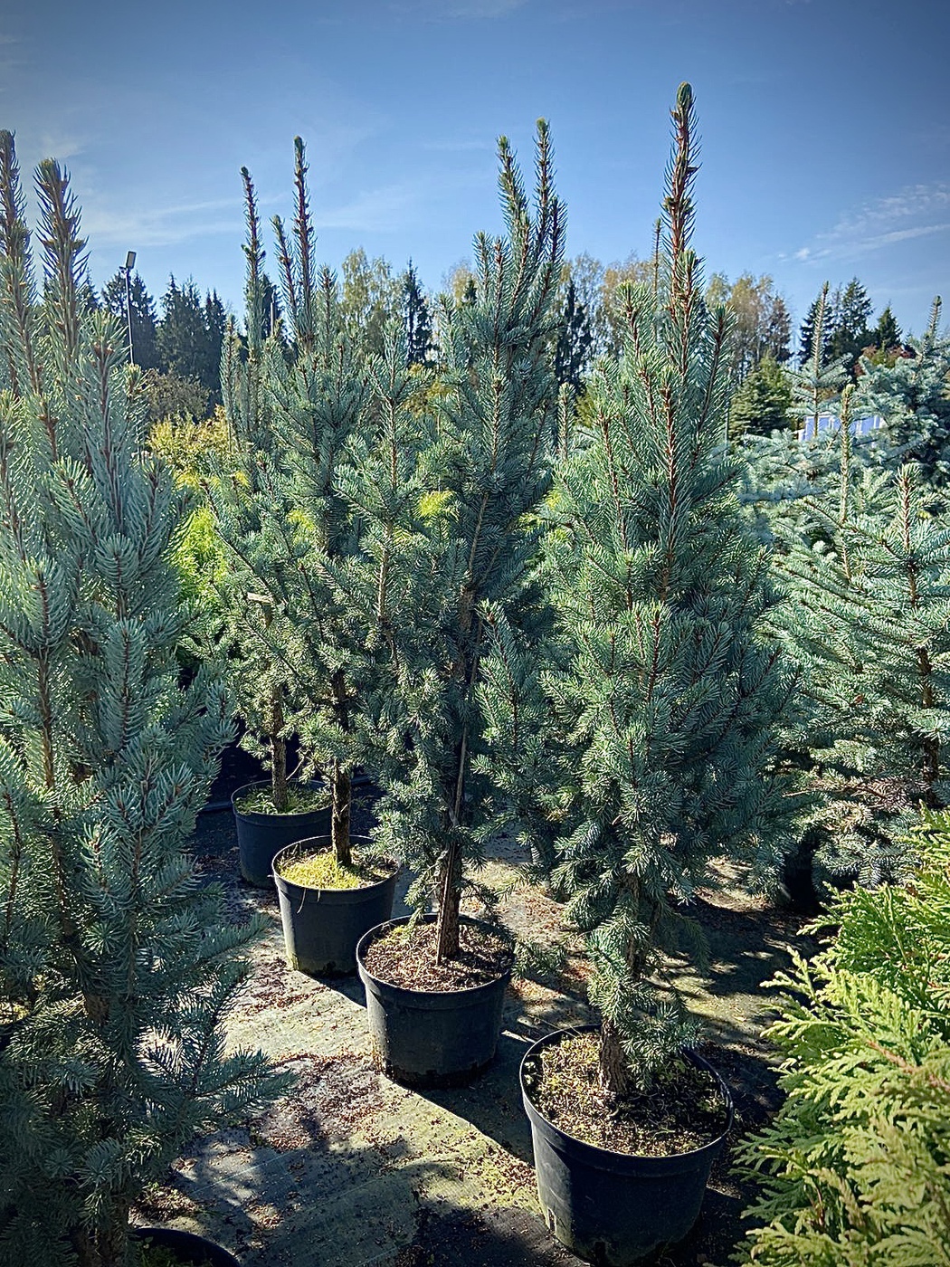 Ель колючая `Изели Фастигиата``Iseli Fastigiate`