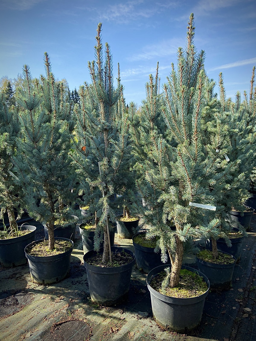 Ель колючая `Изели Фастигиата``Iseli Fastigiate`