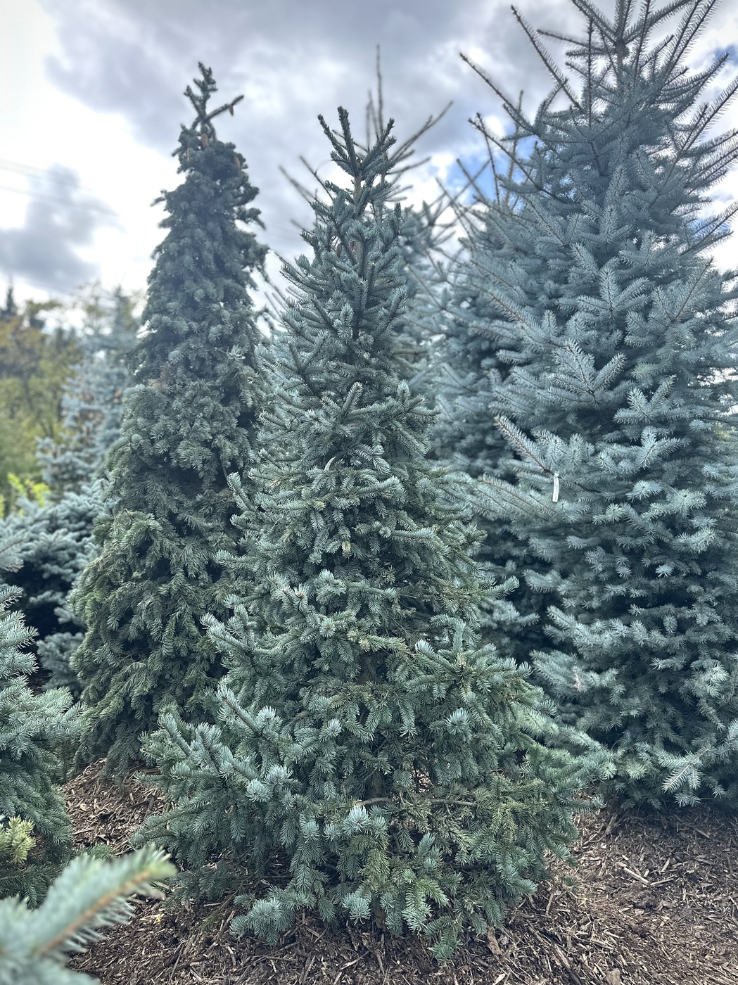 Ель колючая Олденбург (Oldenburg)