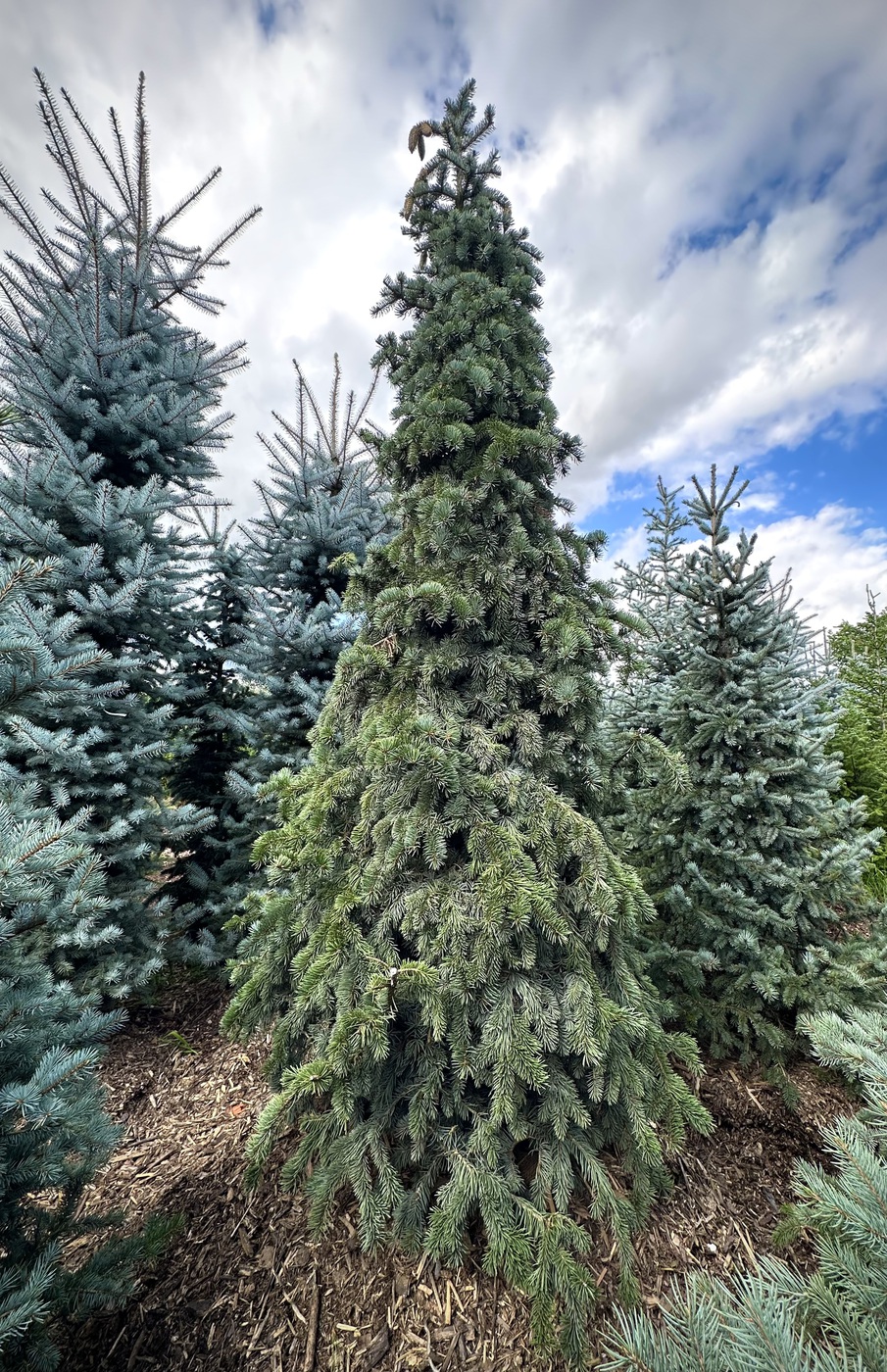 Ель колючая `Олденбург` `Oldenburg`