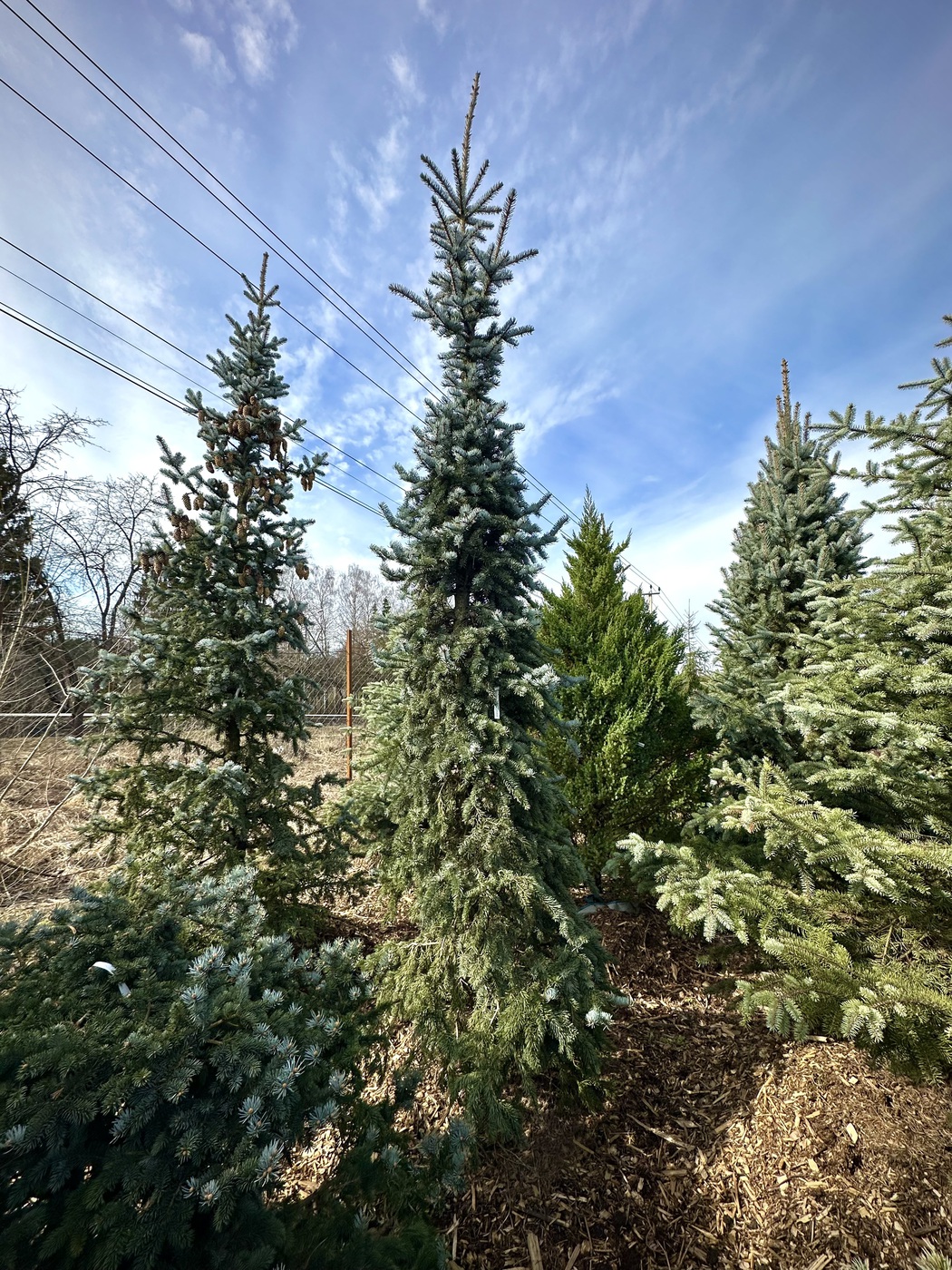 Ель колючая Олденбург (Oldenburg) ПИРАМИДА