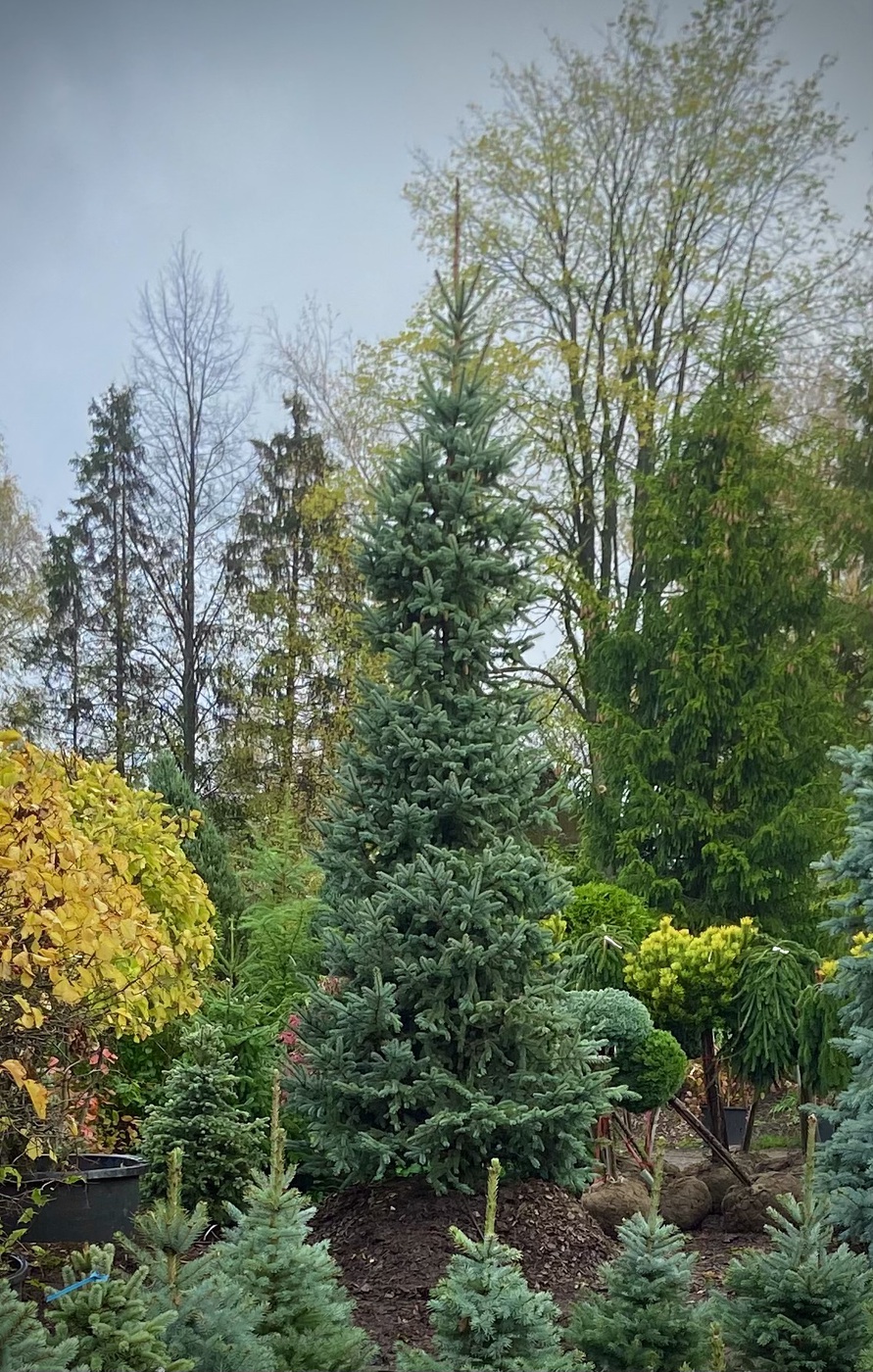 Ель колючая Олденбург (Oldenburg)