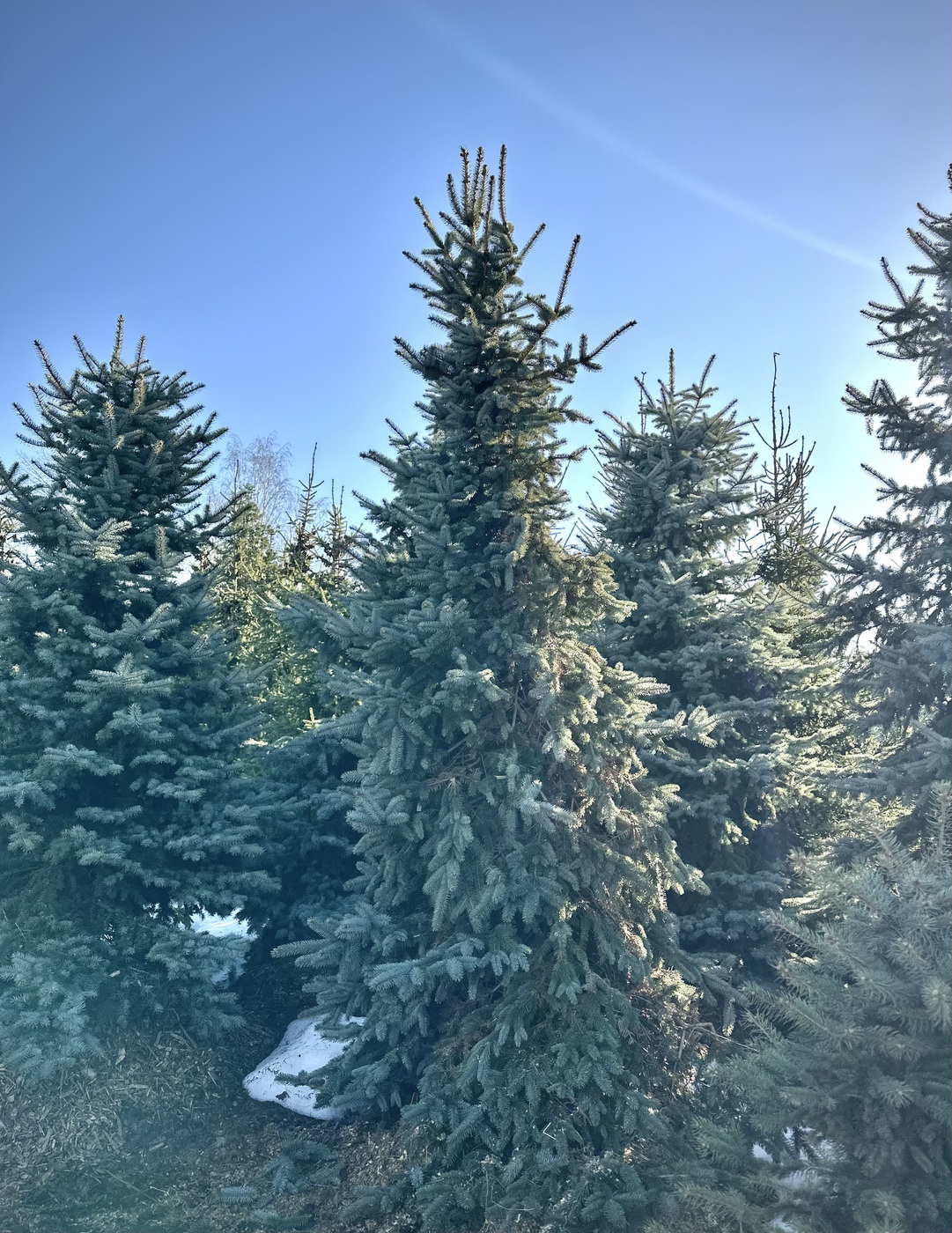 Ель колючая Олденбург (Oldenburg)