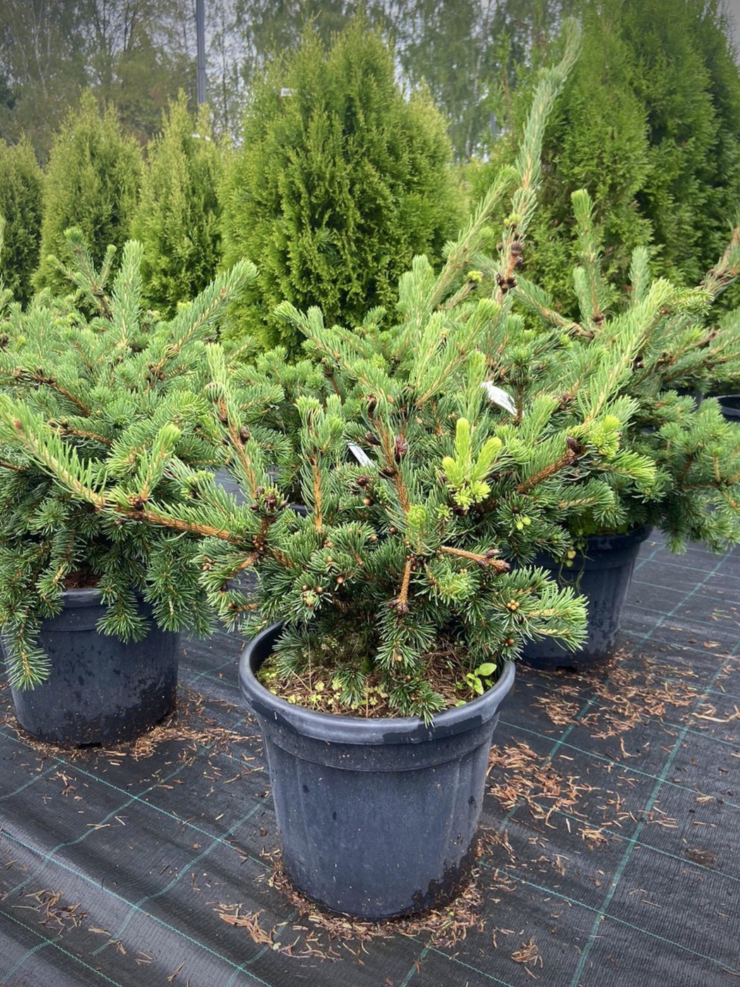 Ель колючая Лаки Страйк (Lucky Strike)