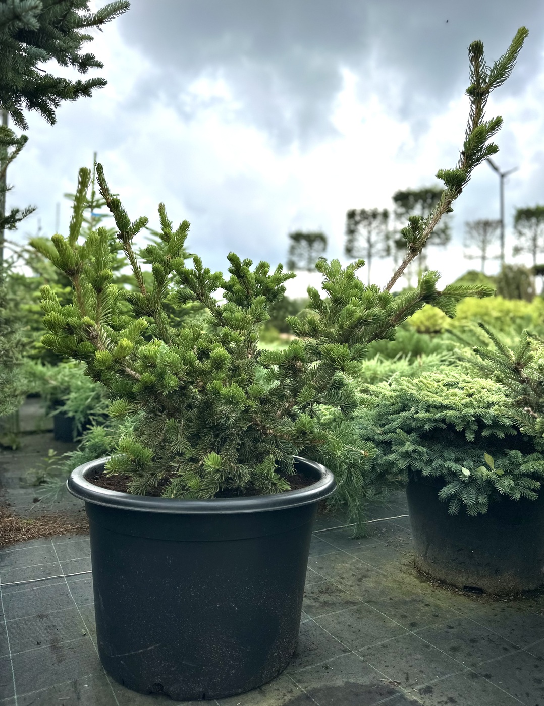 Ель колючая Лаки Страйк (Lucky Strike)