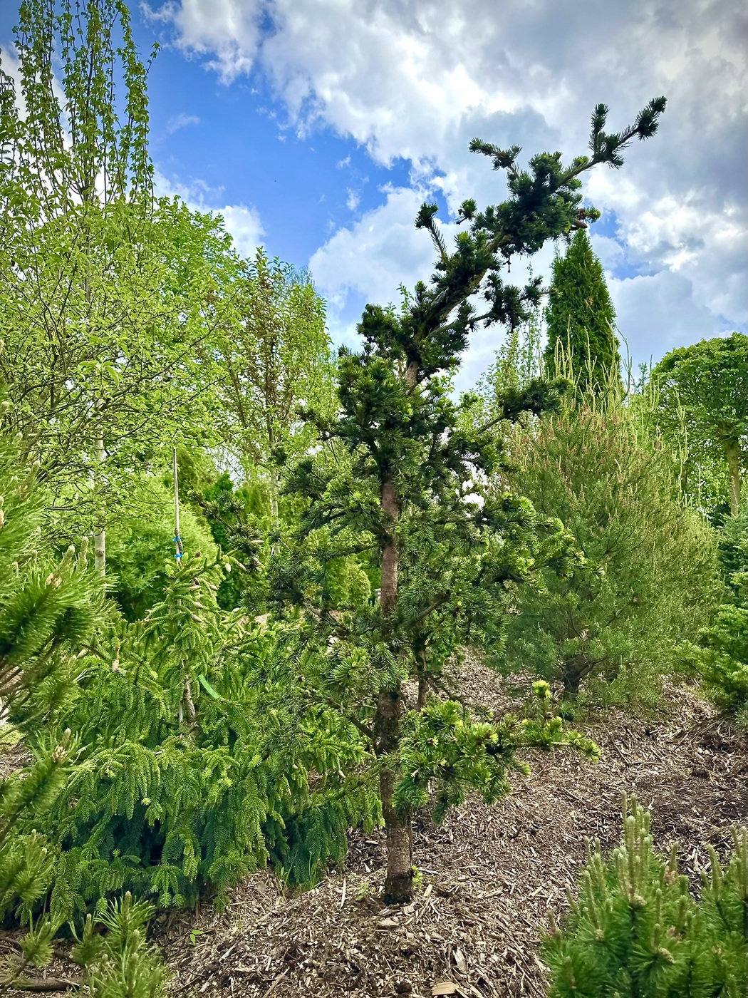 Ель колючая Лаки Страйк (Lucky Strike)