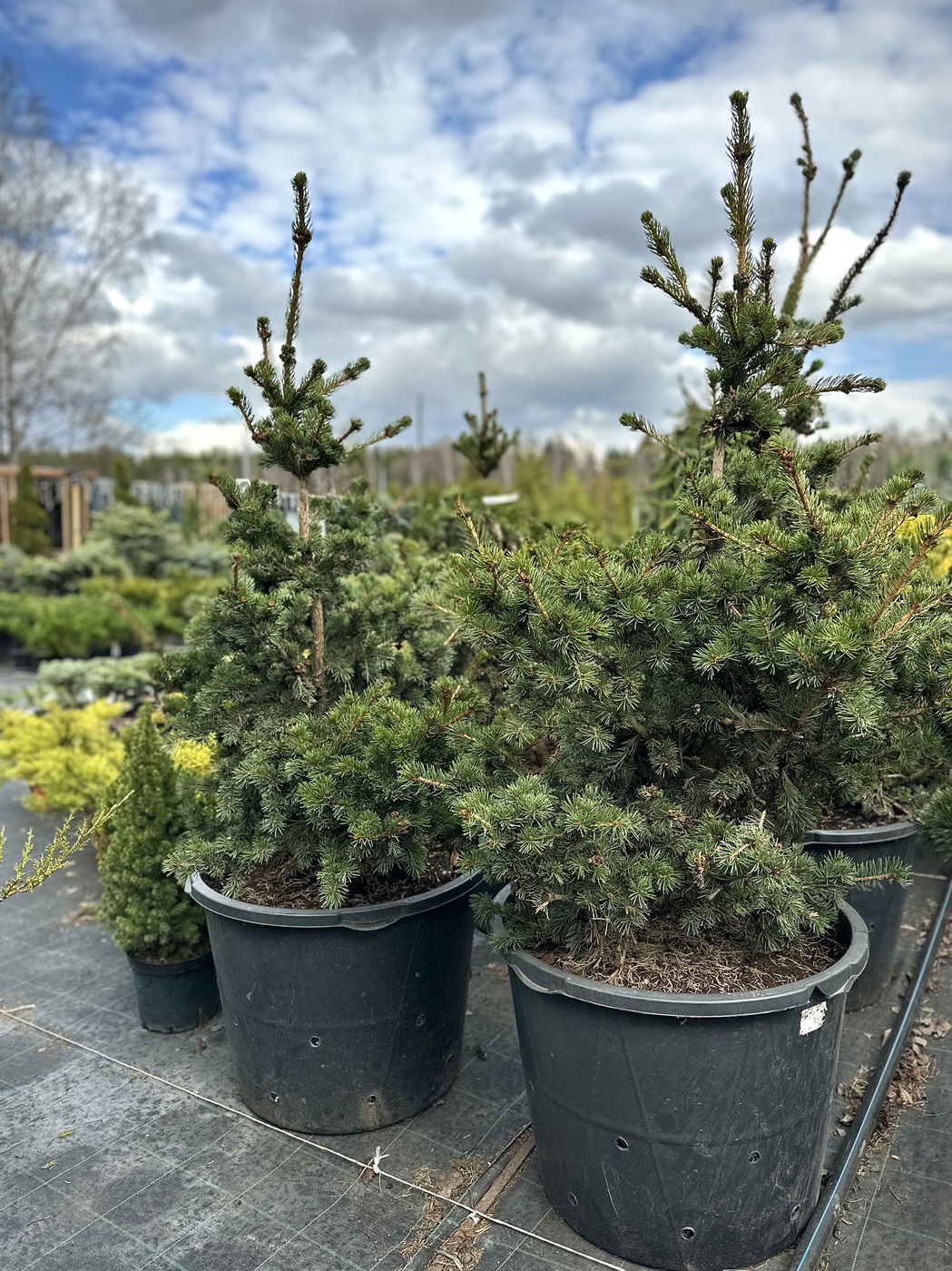 Ель колючая Лаки Страйк (Lucky Strike)