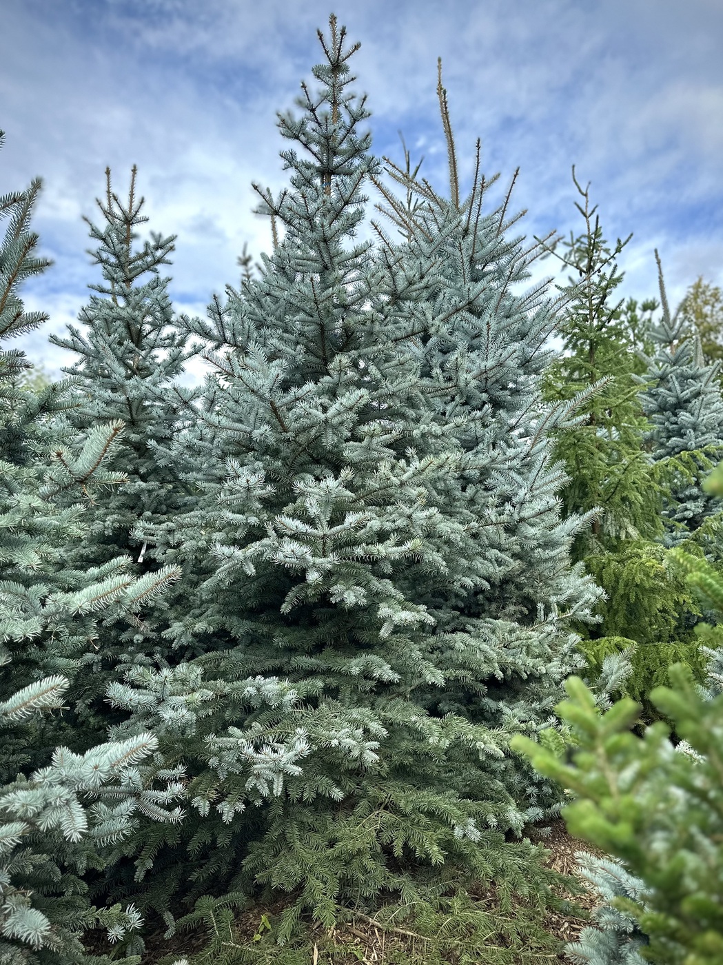 Ель колючая Эдит (Edith)