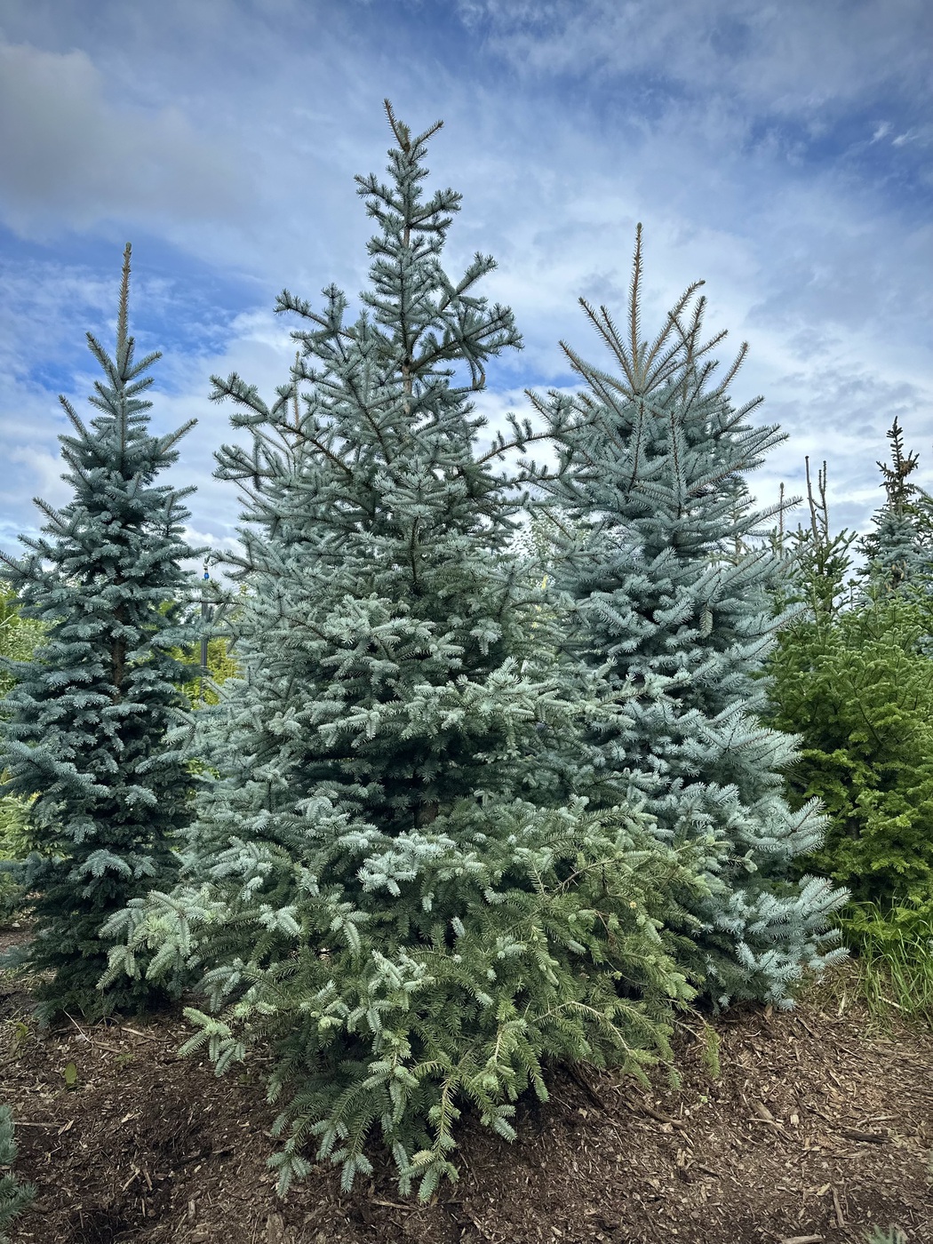 Ель колючая Эдит (Edith)