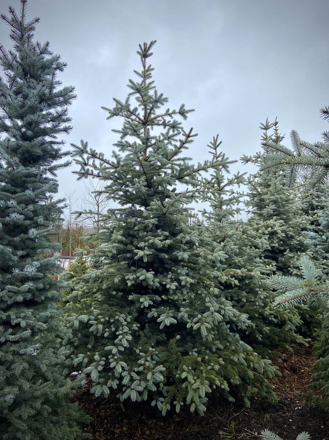 Ель колючая `Edith`