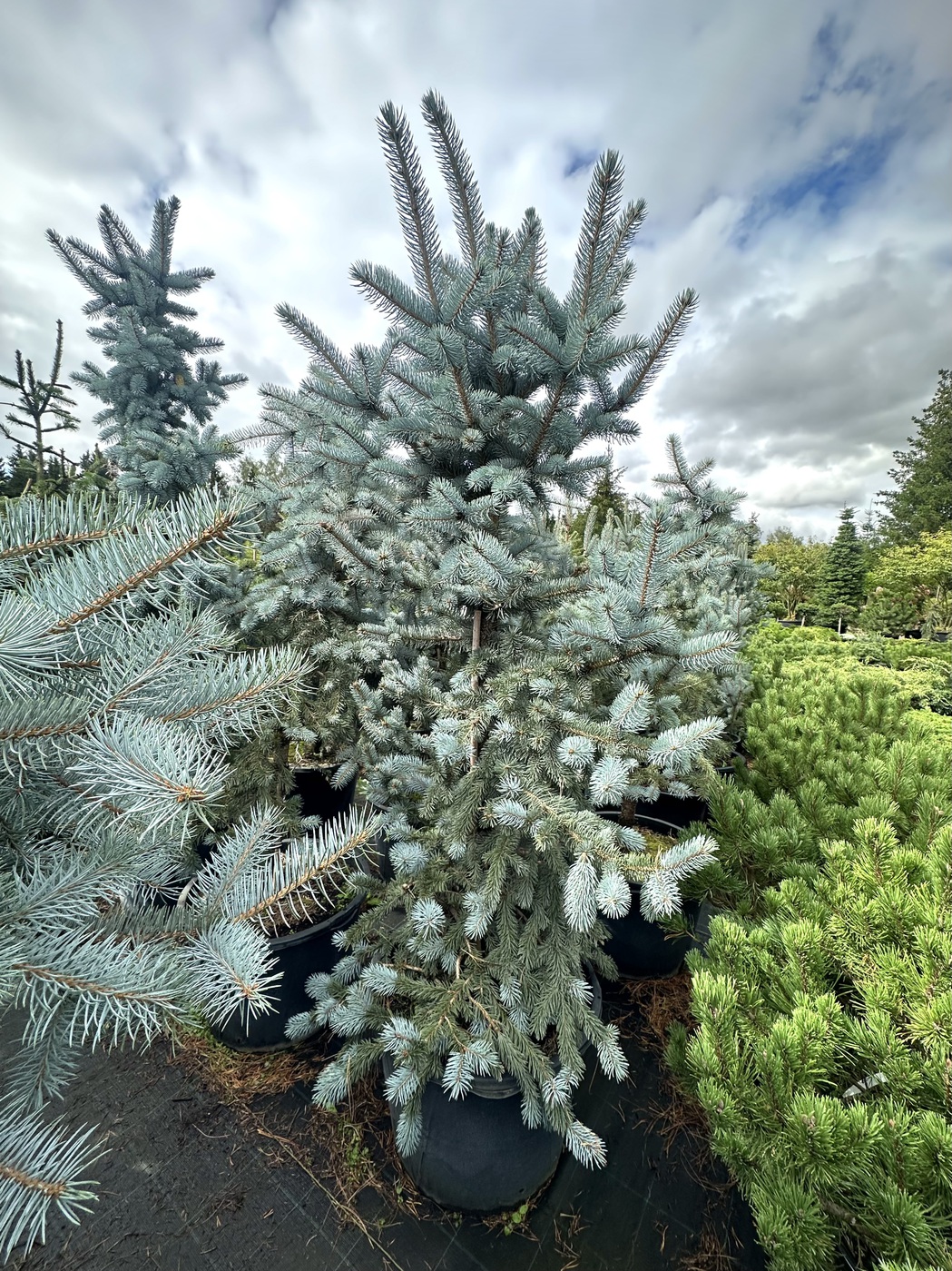 Ель колючая Эдит (Edith)