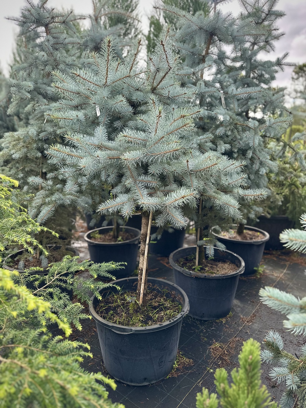 Ель колючая Эдит (Edith)