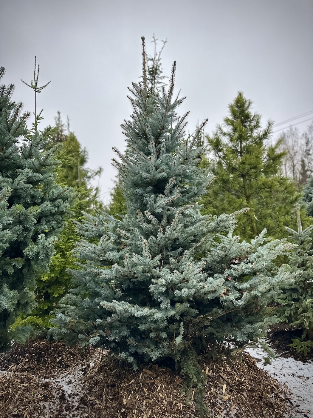 Ель колючая Эдит (Edith)