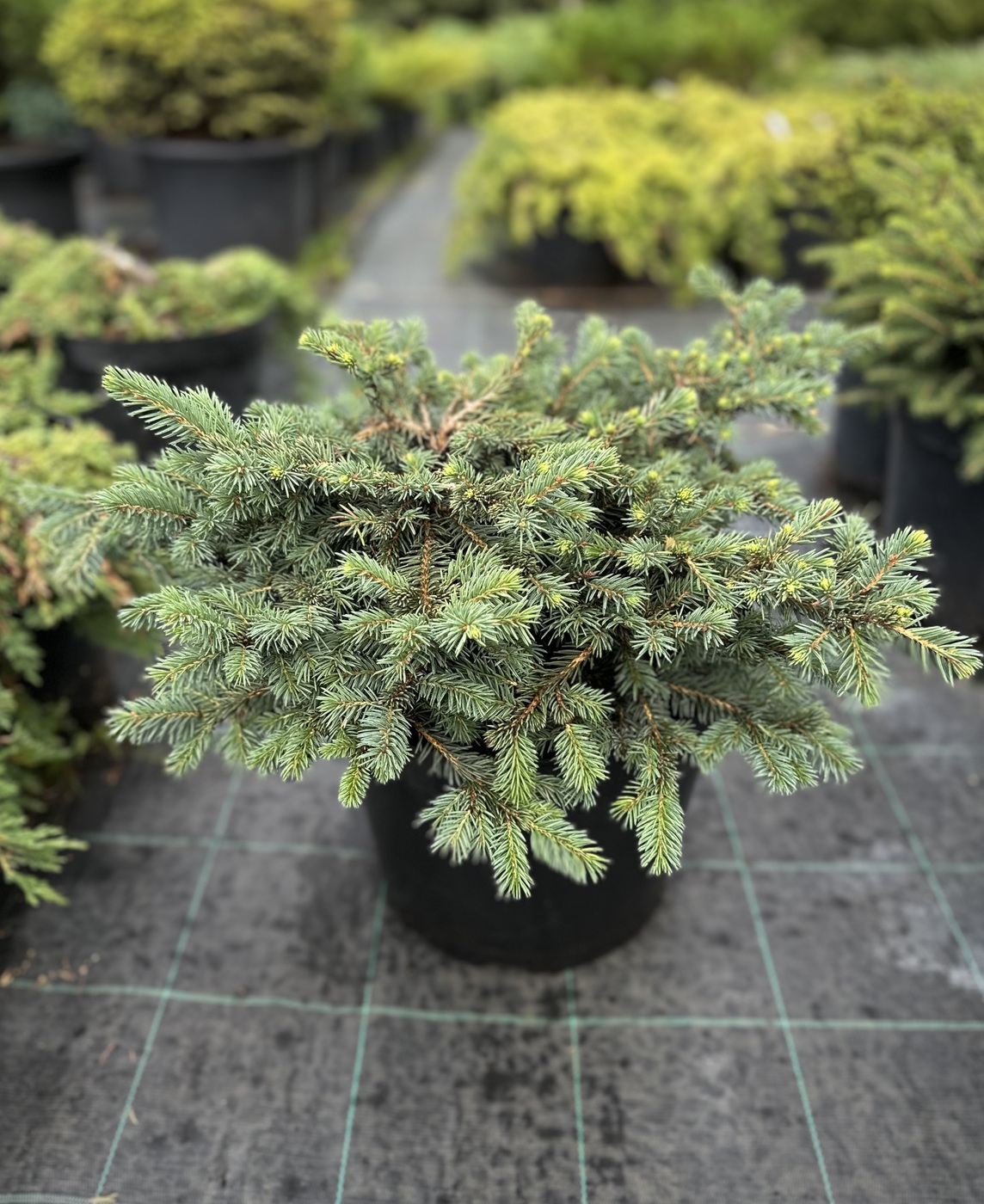 Ель колючая Вальдбрун (Waldbrunn)