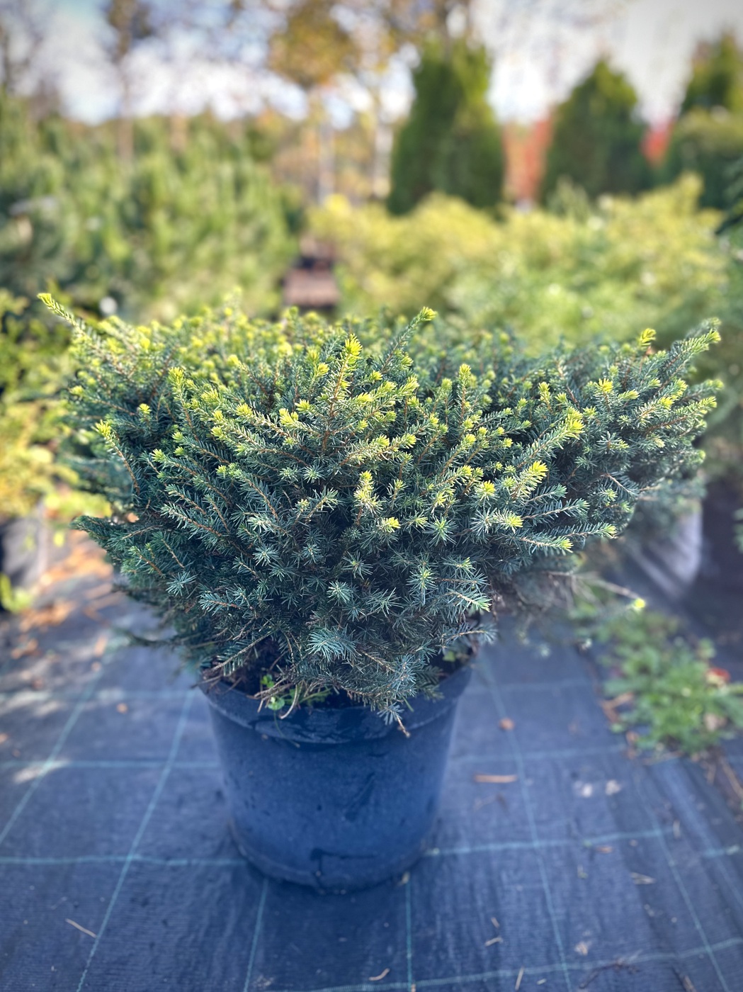 Ель сербская `Карэл``Karel`