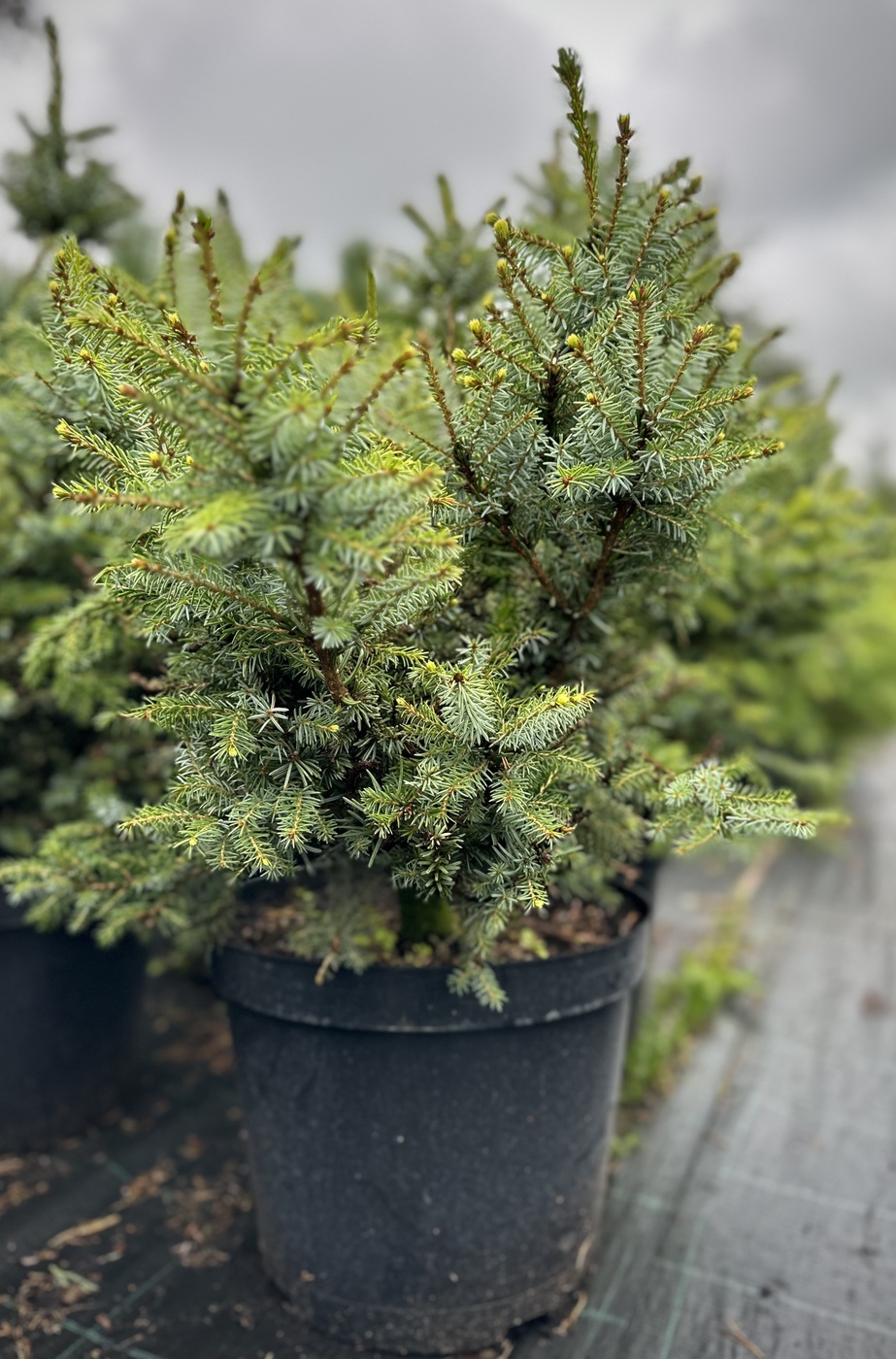 Ель сербская `Нана``Nana`