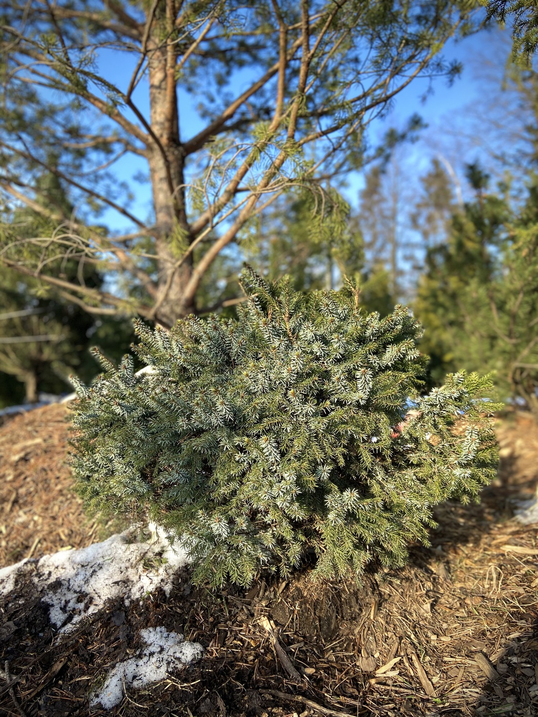 Ель сербская `Нана``Nana`
