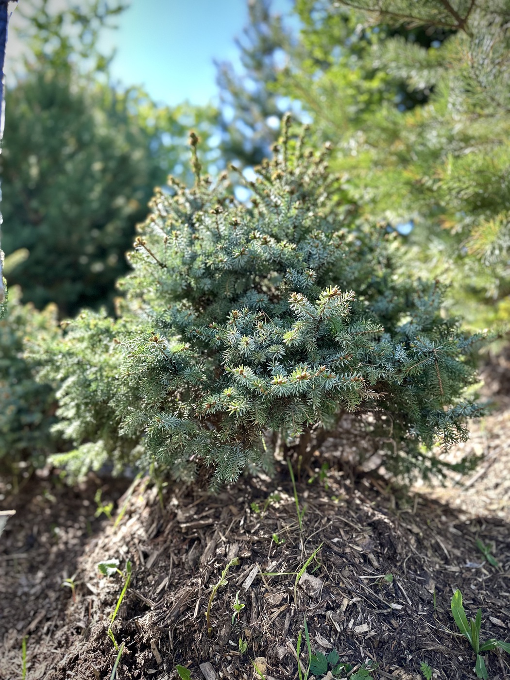 Ель сербская `Нана``Nana`