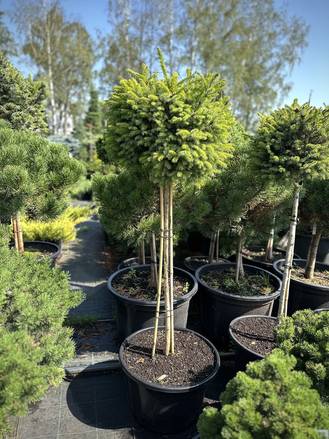 Ель сербская `Нана``Nana`