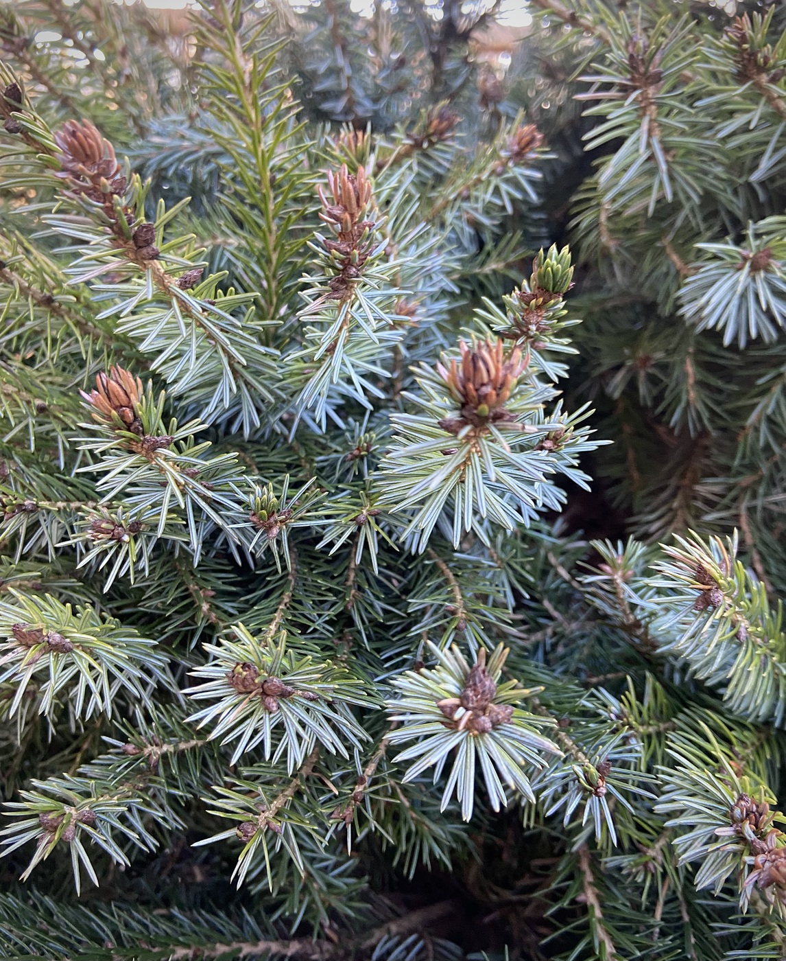 Ель сербская `Нана``Nana` — изображение 2