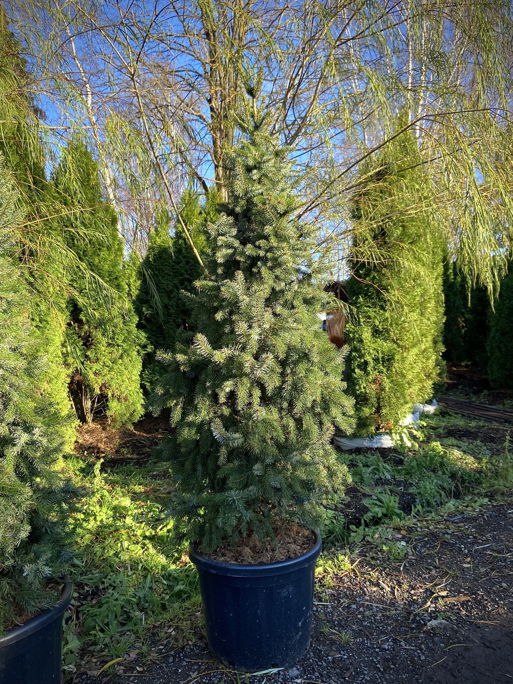 Ель сербская `Цукерхут``Zuckerhut`