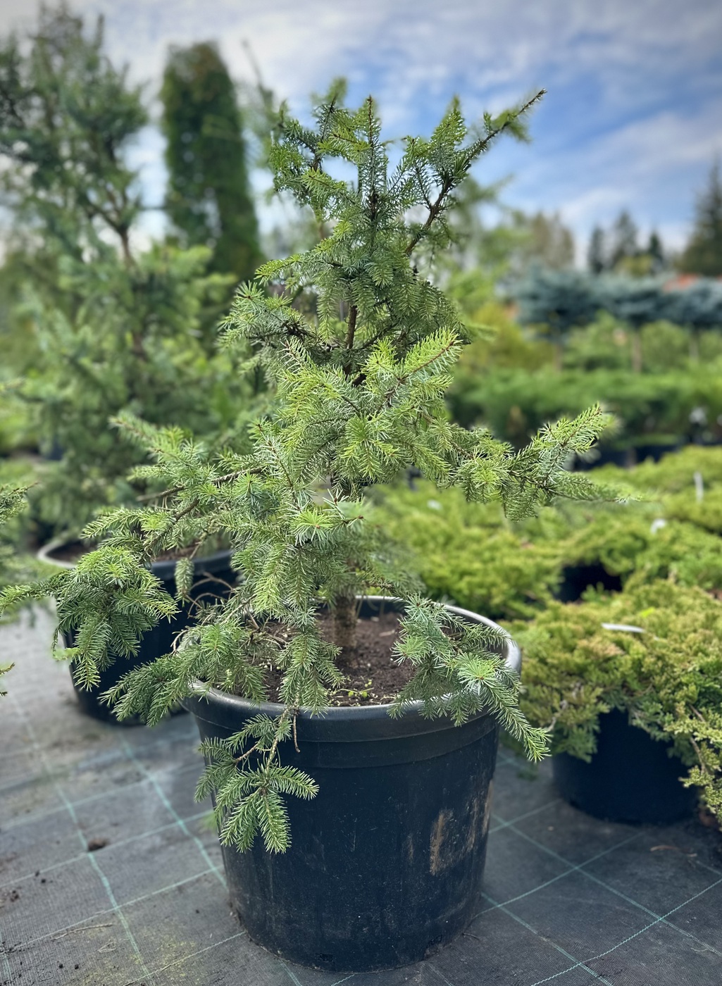 Ель сербская `Цукерхут``Zuckerhut`