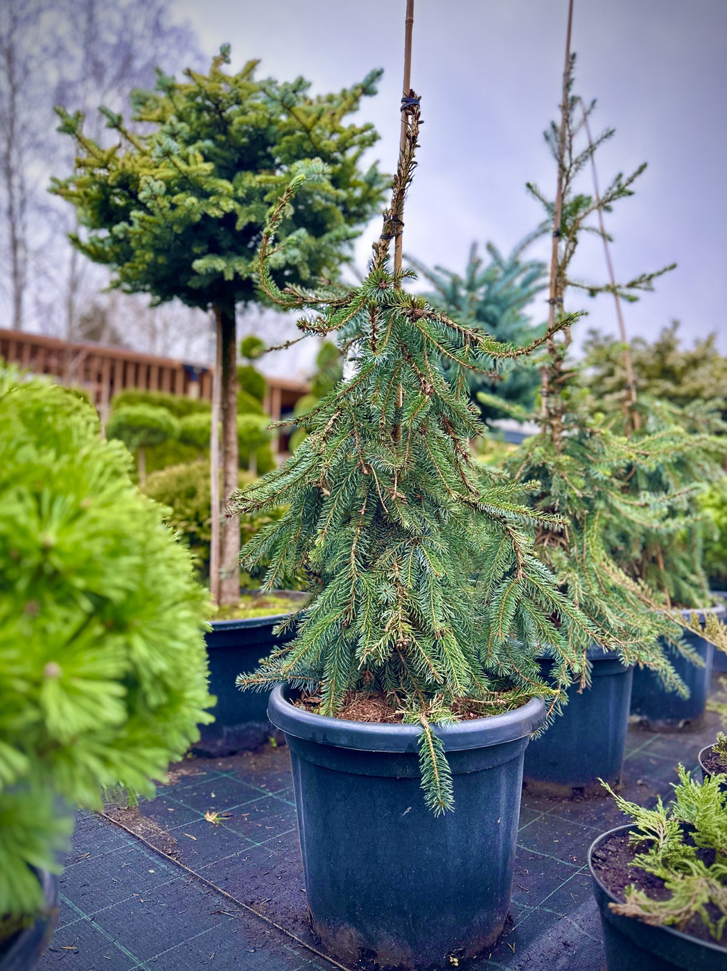 Ель сербская `Пендула Брунс``Pendula Bruns`