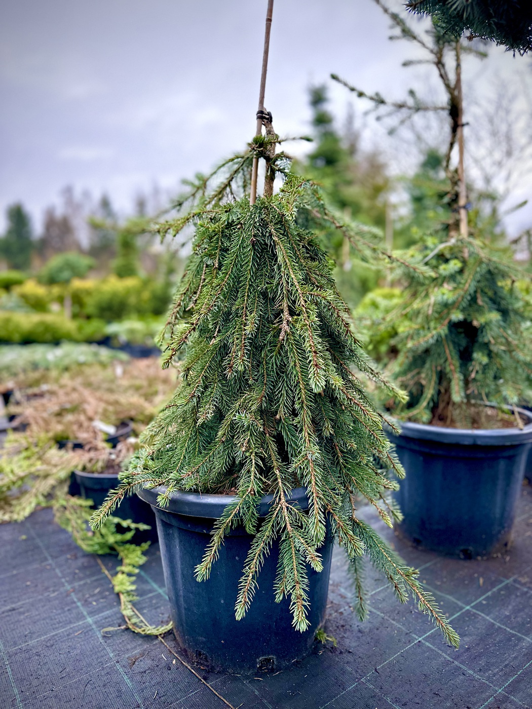 Ель сербская `Пендула Брунс``Pendula Bruns`