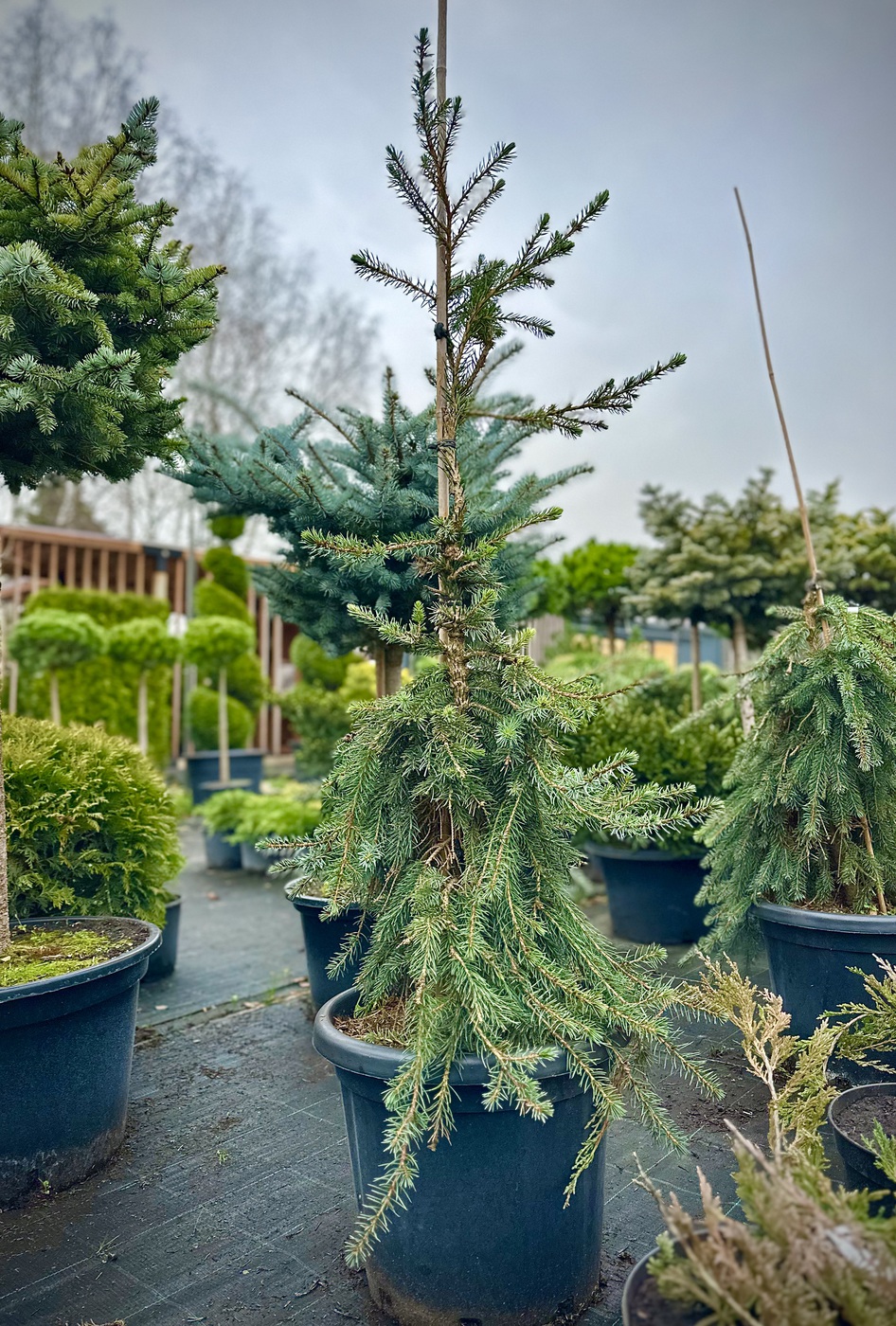 Ель сербская `Пендула Брунс``Pendula Bruns`