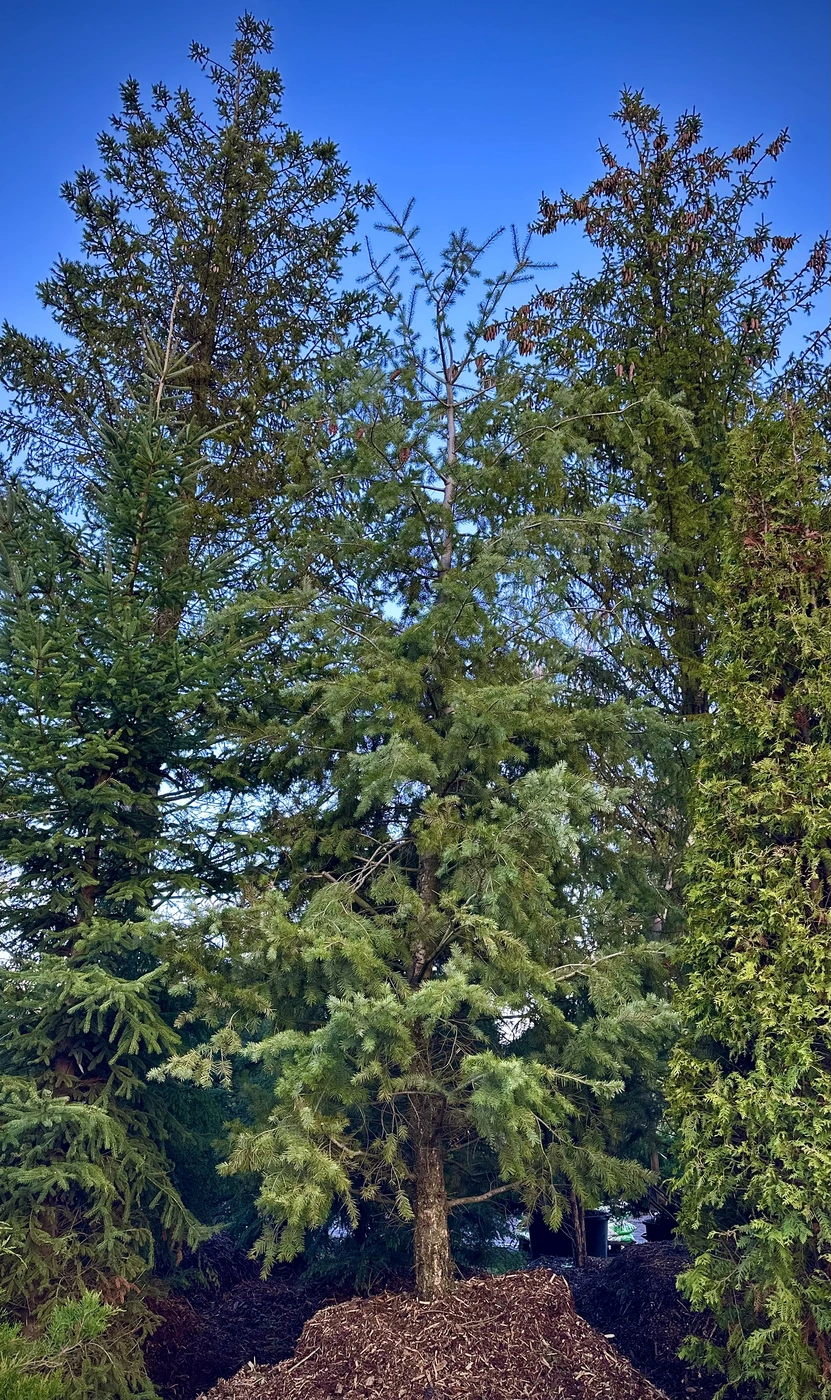 Псевдотсуга Мензиса