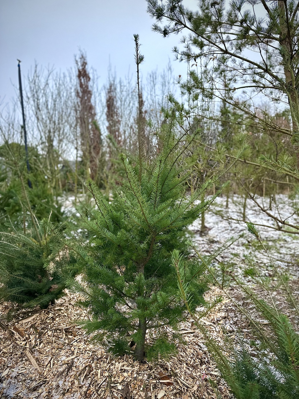 Псевдотсуга Мензиса