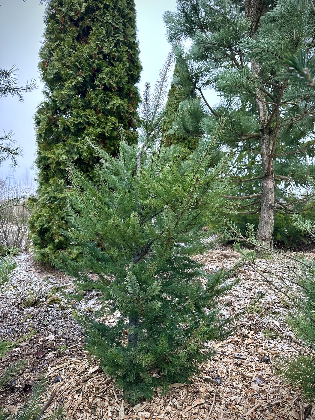 Псевдотсуга Мензиса