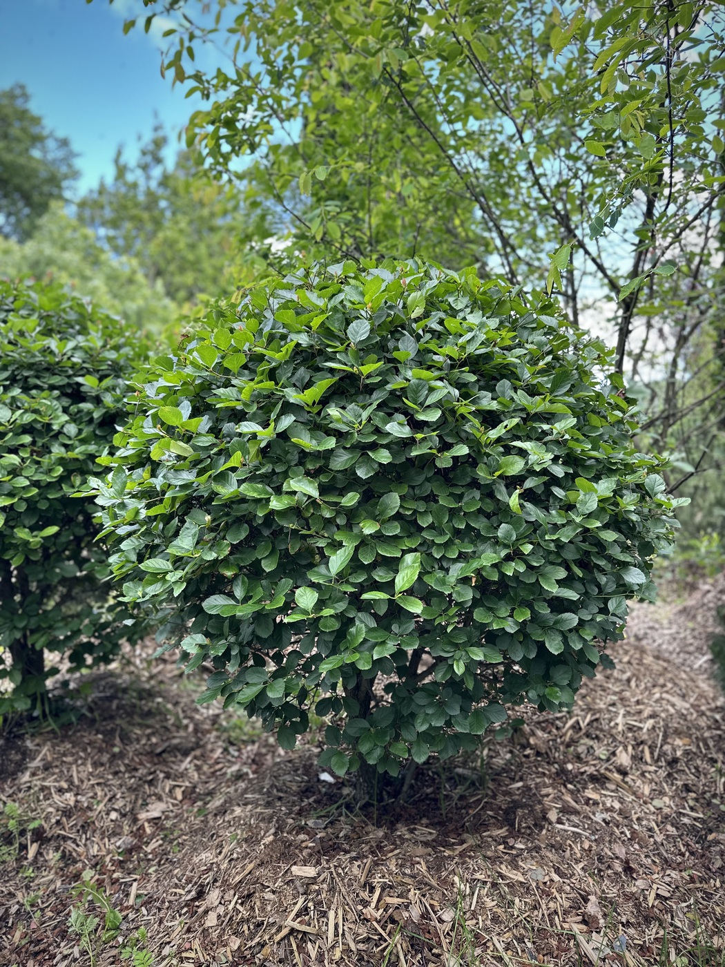 Боярышник сливолистный ШАР